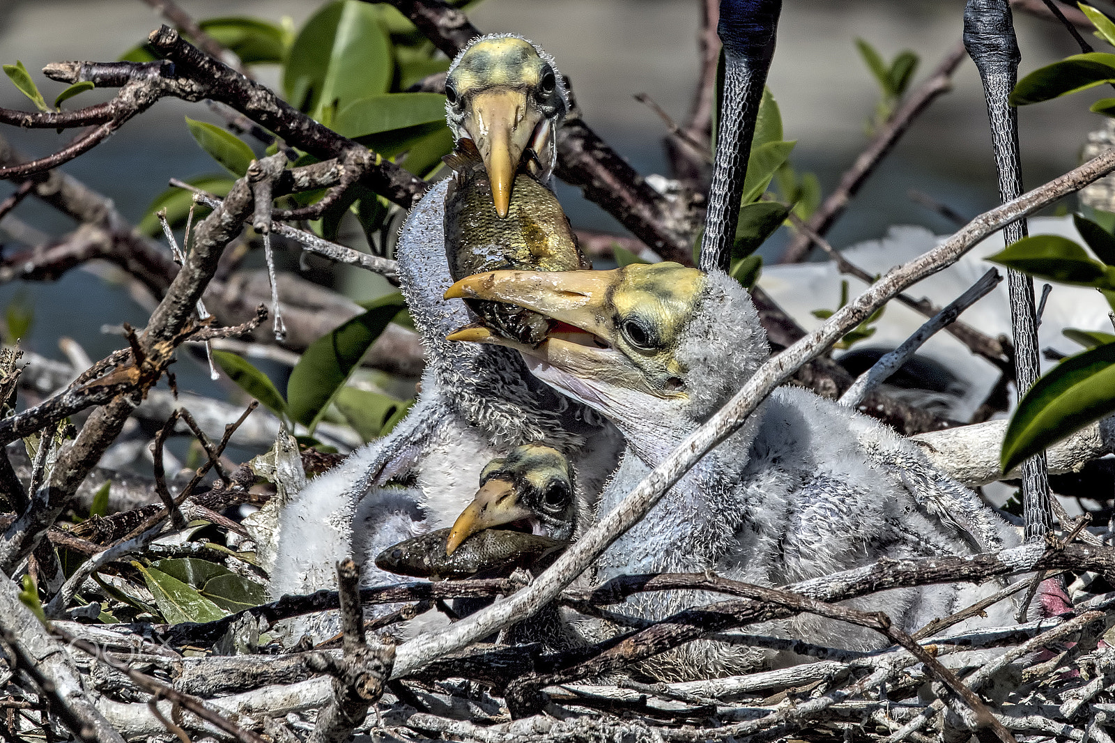 Nikon D810 sample photo. Little brother photography