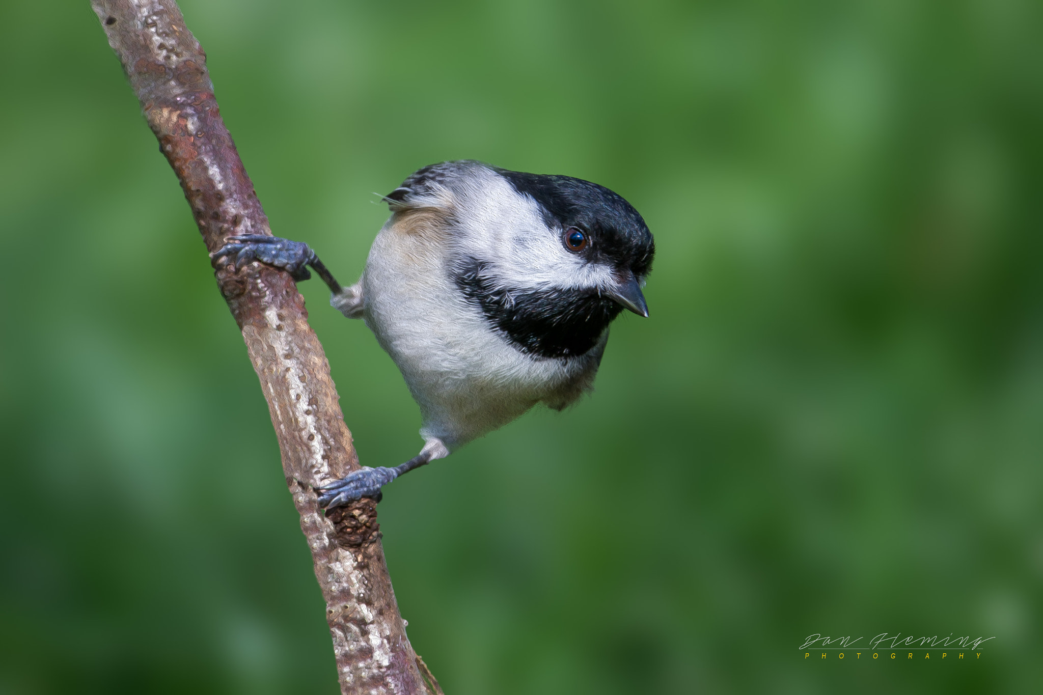 Canon EF 600mm f/4L IS sample photo. Black-capped chickadee photography