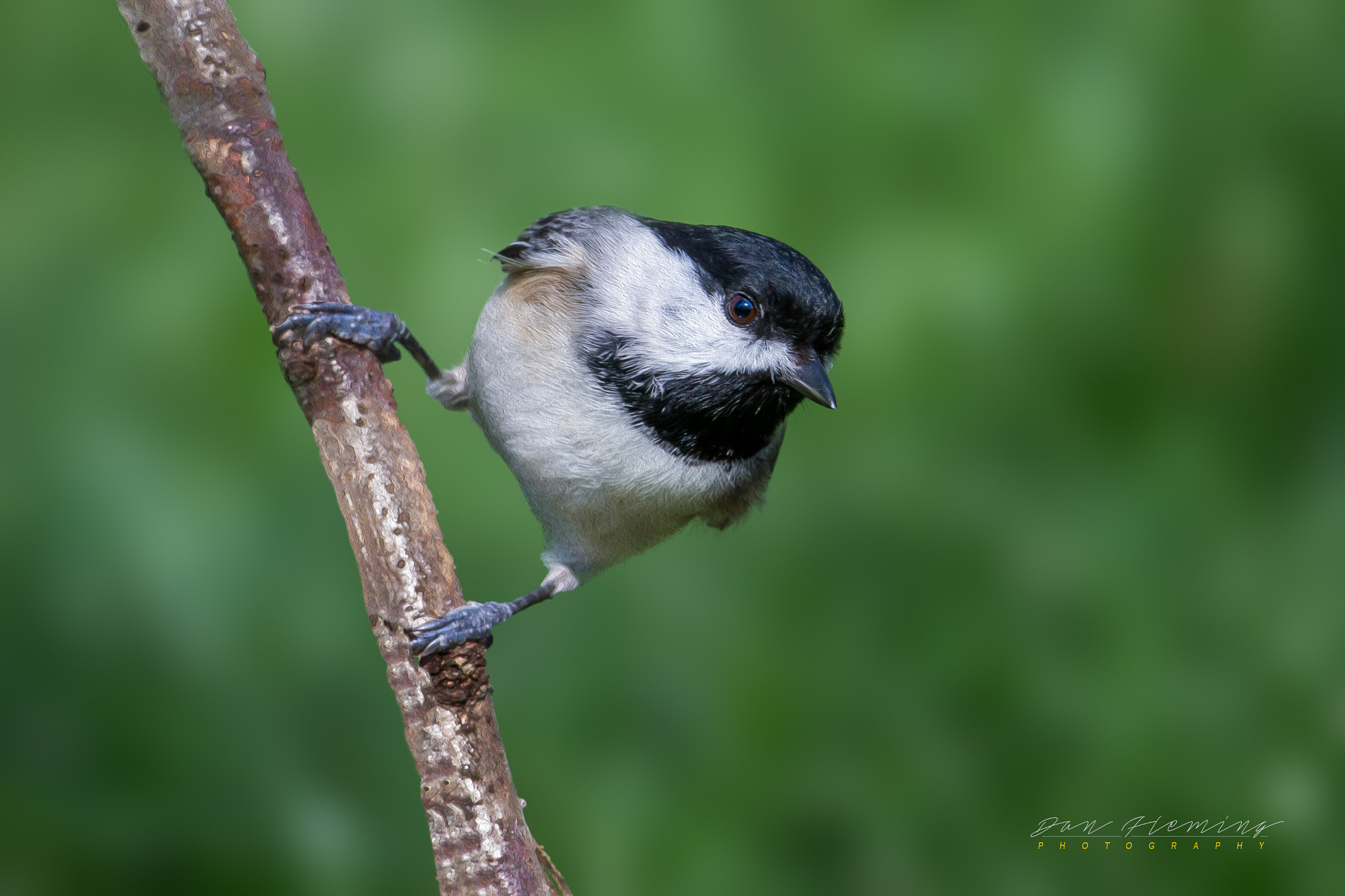 Canon EOS-1D X sample photo. Black-capped chickadee photography