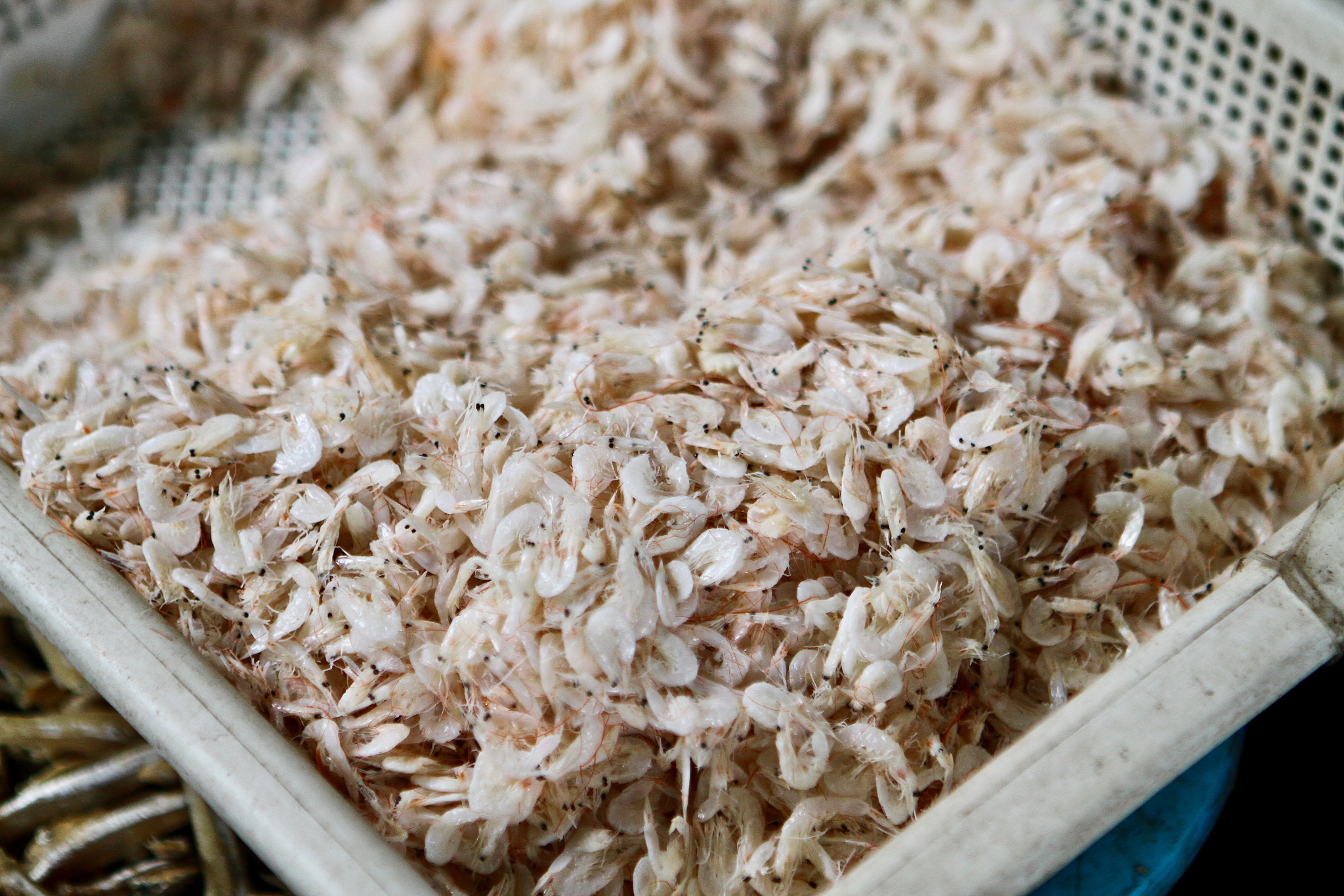 Canon EOS 7D + Canon EF 24-70mm F2.8L USM sample photo. A lot of...baby shrimp photography
