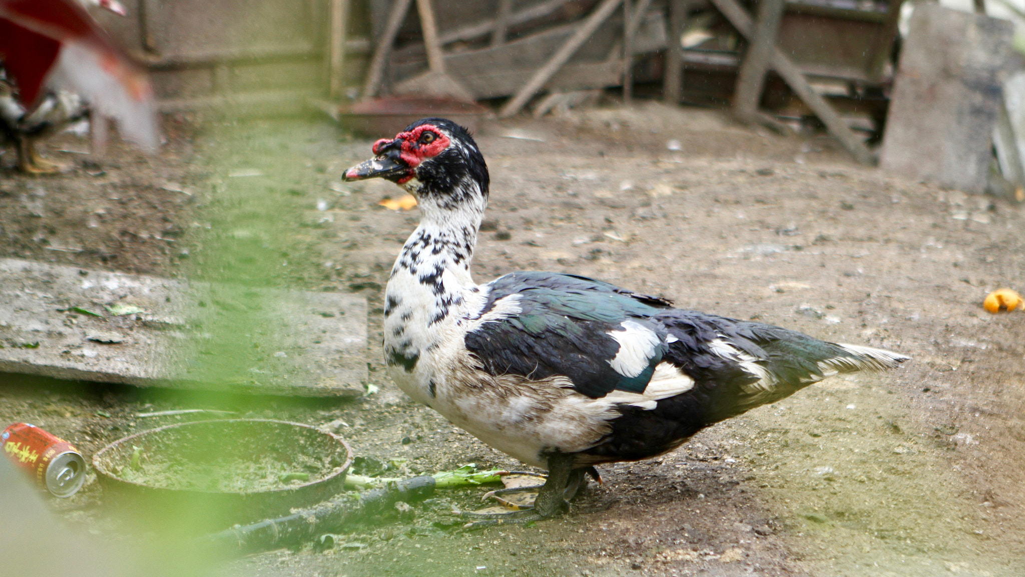 Canon EOS 7D + Canon EF 24-70mm F2.8L USM sample photo. Mr.duck! photography