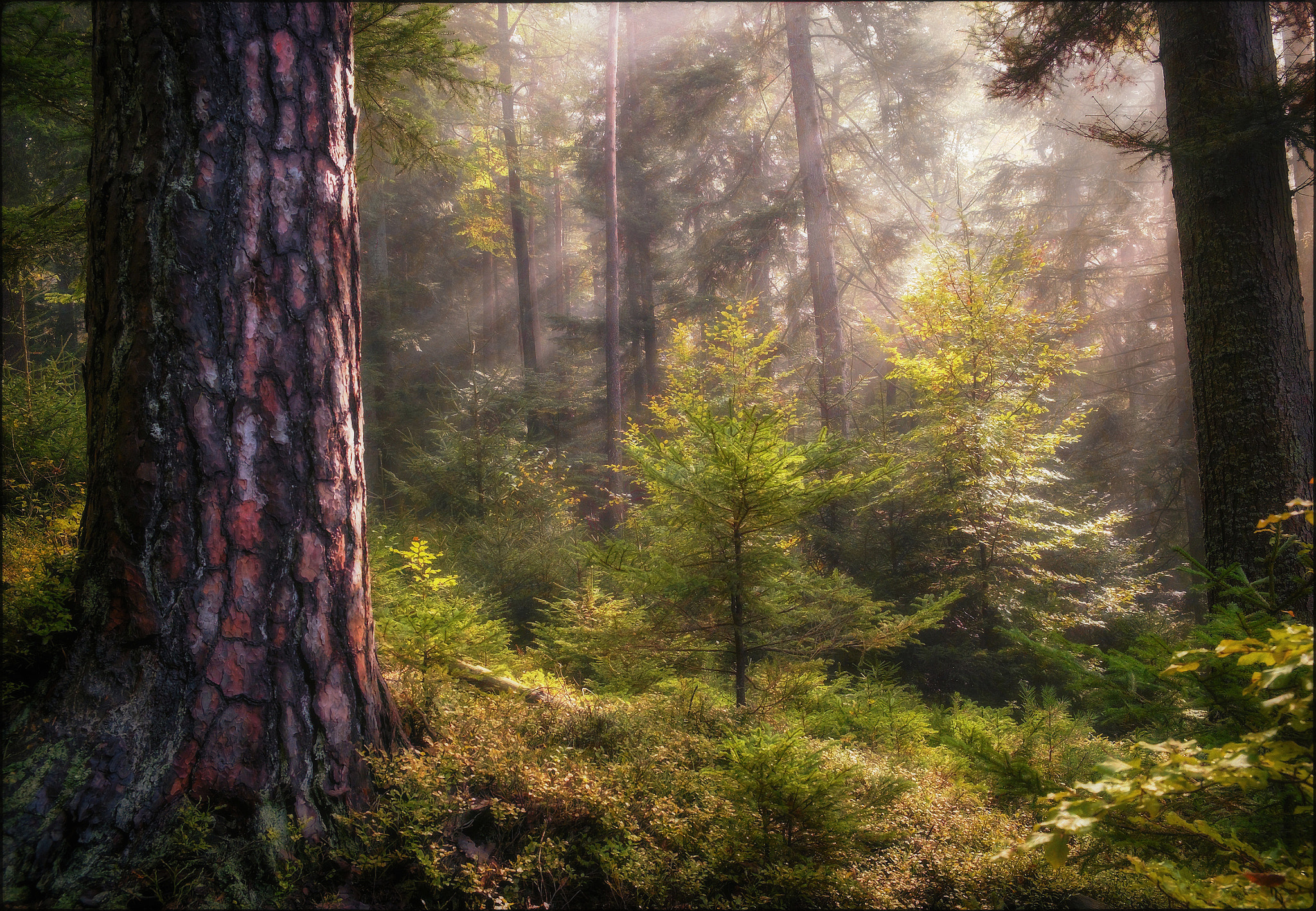 Fujifilm X-E1 + Fujifilm XF 18-55mm F2.8-4 R LM OIS sample photo. For large spruce photography