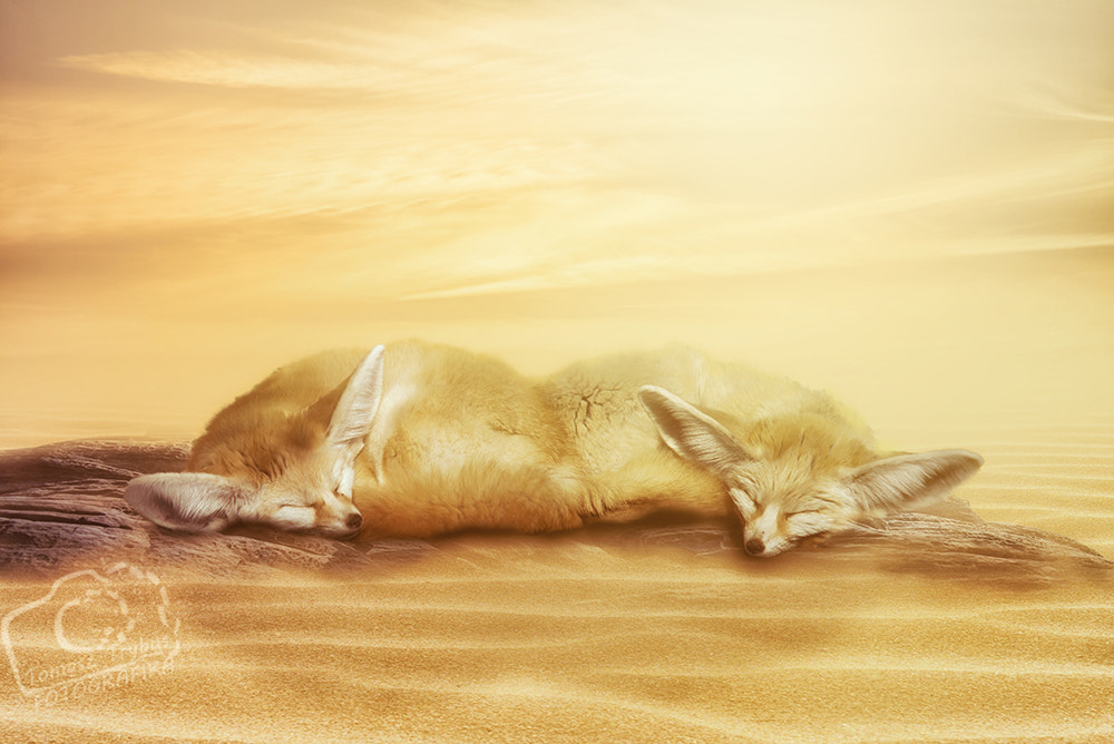 Nikon D610 + Sigma 70-200mm F2.8 EX DG Macro HSM II sample photo. Close up on fennec (vulpes zerda) on sand photography