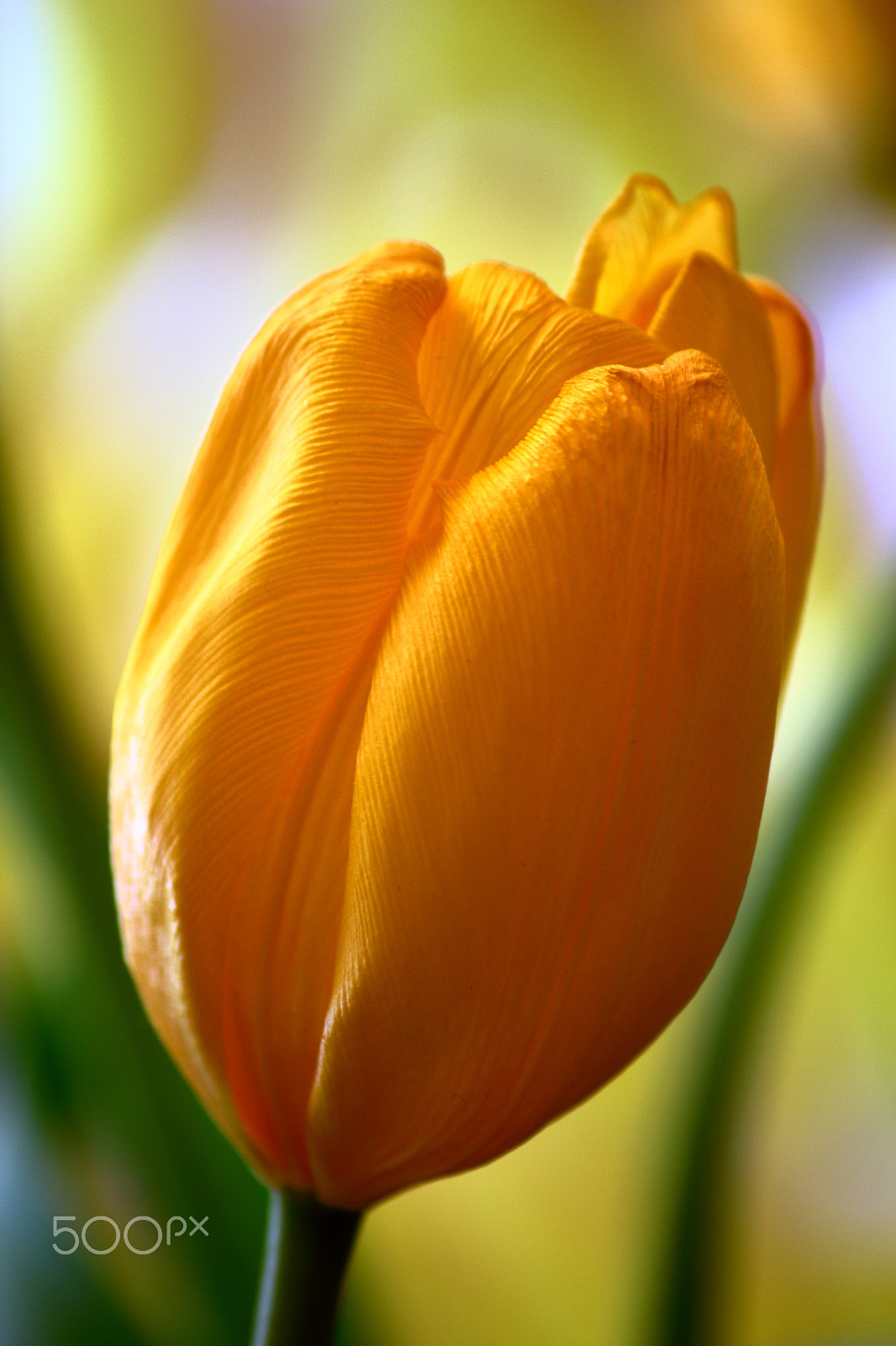 Canon EF-S 55-250mm F4-5.6 IS sample photo. Tulip photography