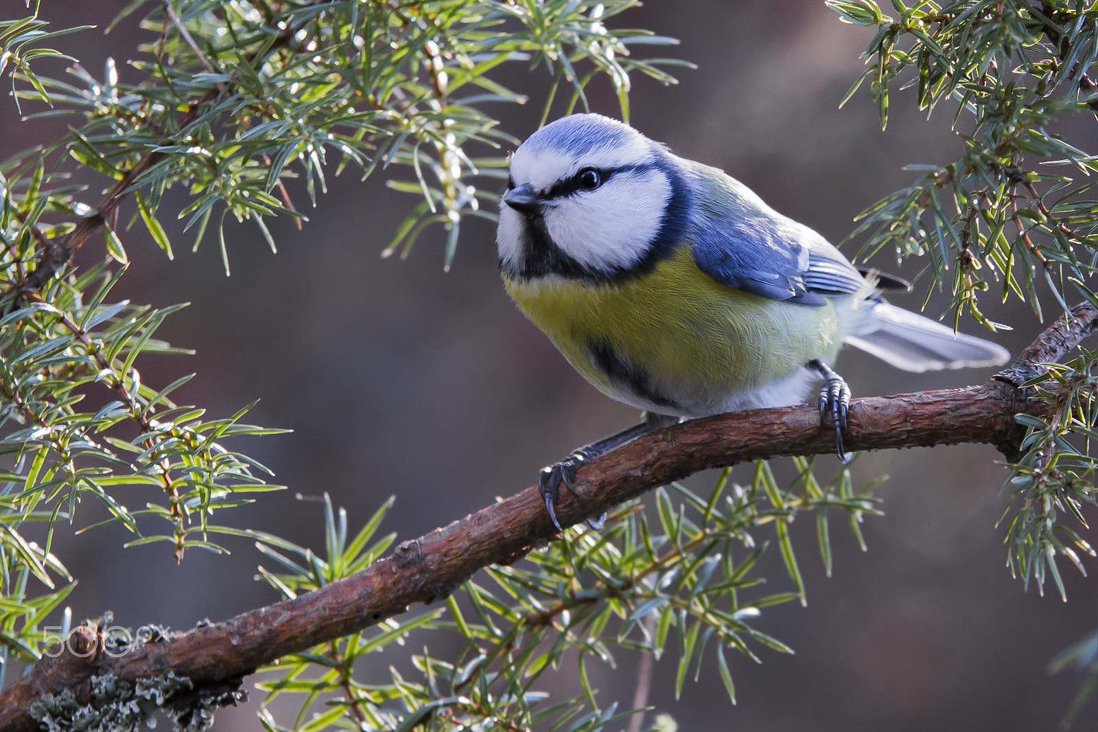 Sigma 70-200mm F2.8 EX DG OS HSM sample photo. Sinitiainen blue tit photography
