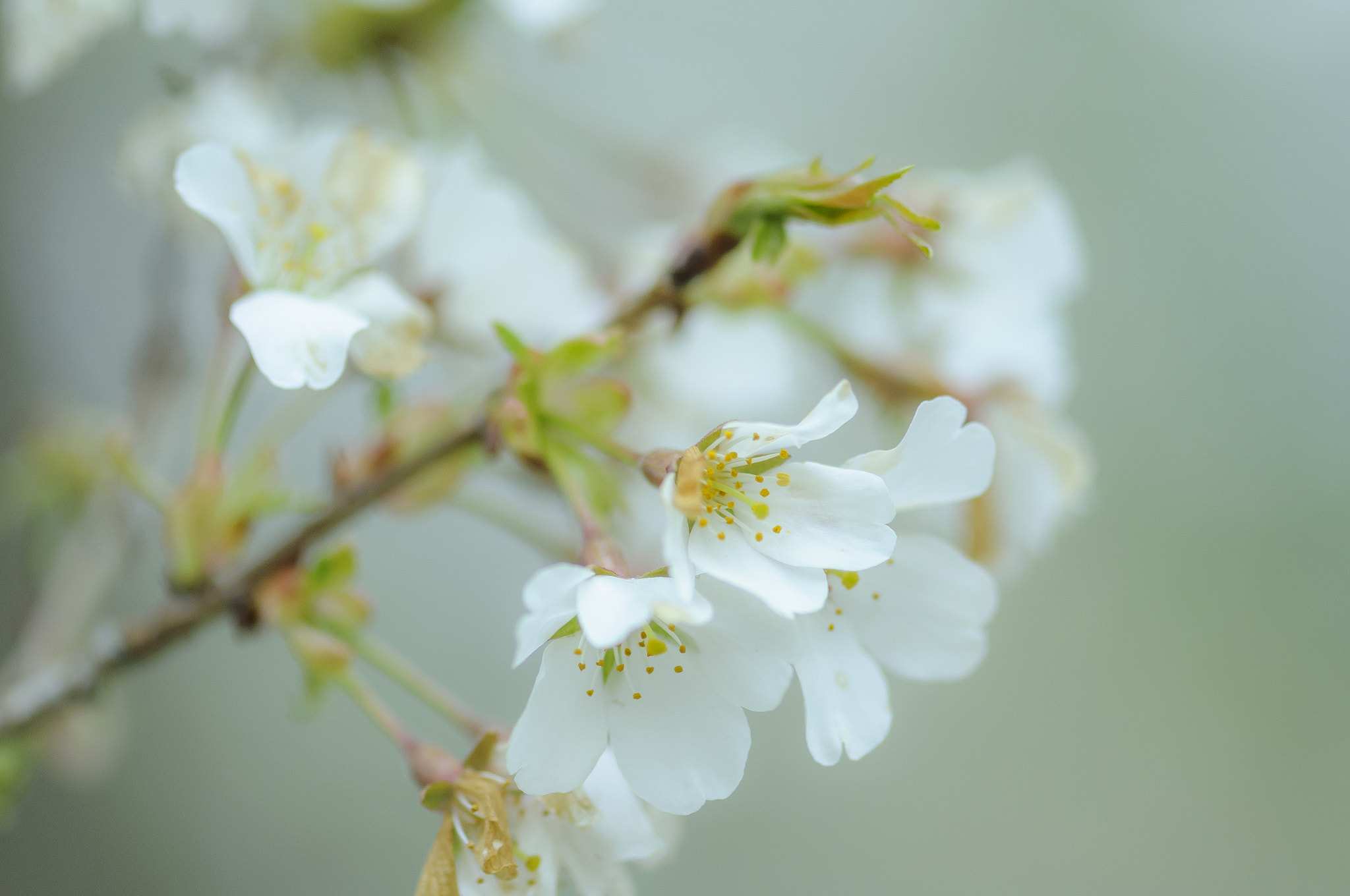 Nikon AF-S Micro-Nikkor 105mm F2.8G IF-ED VR sample photo. Delicate photography