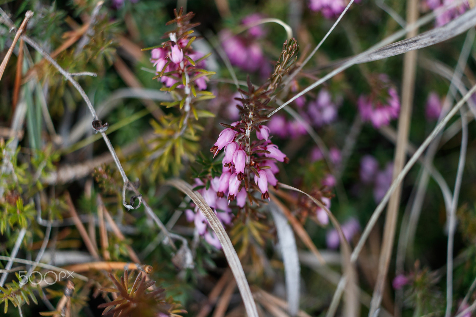 Canon EF-S 24mm F2.8 STM sample photo. Spring photography
