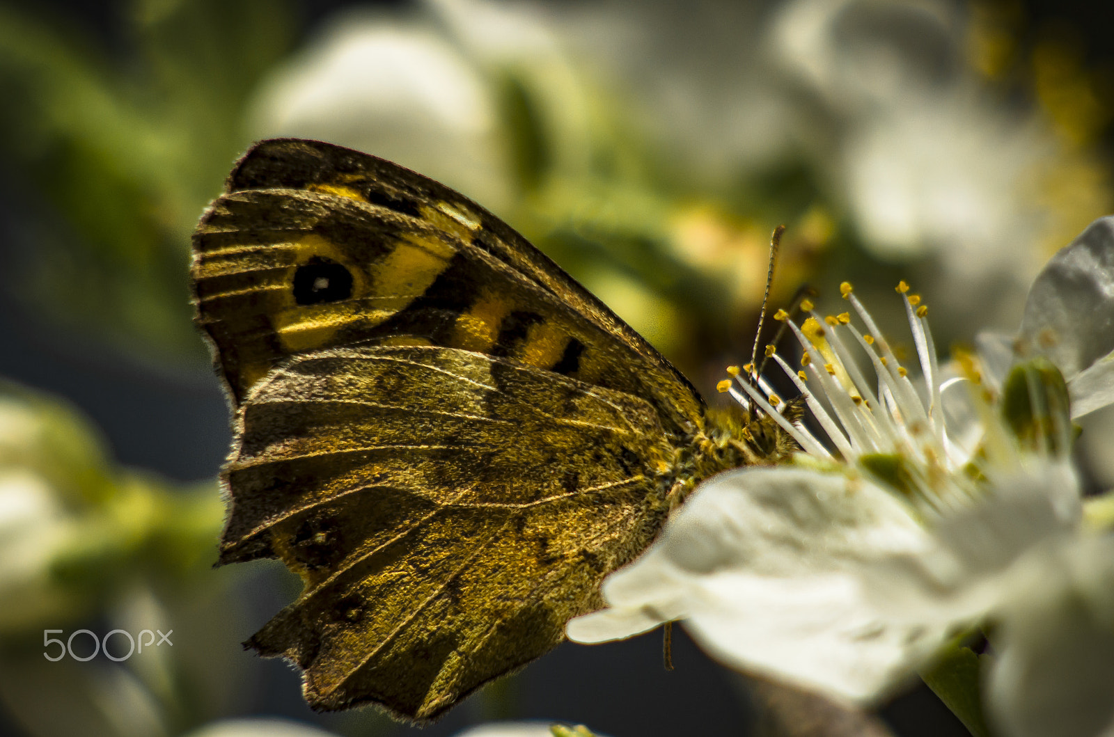 Nikon D7000 + AF Nikkor 70-210mm f/4-5.6D sample photo. Simply " butterfly" photography