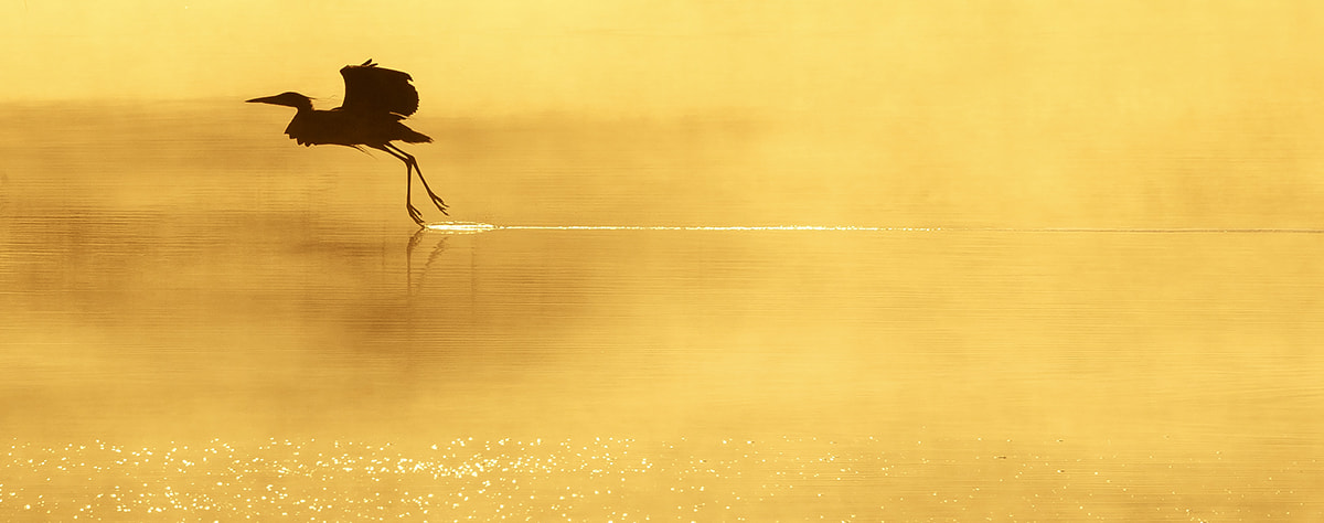 Canon EF 300mm F2.8L IS USM sample photo. Bird ballet photography