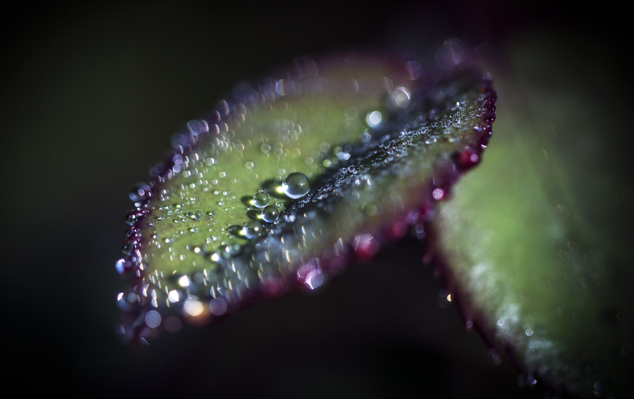 Sigma 105mm F2.8 EX DG OS HSM sample photo. Raindrops and bokeh photography