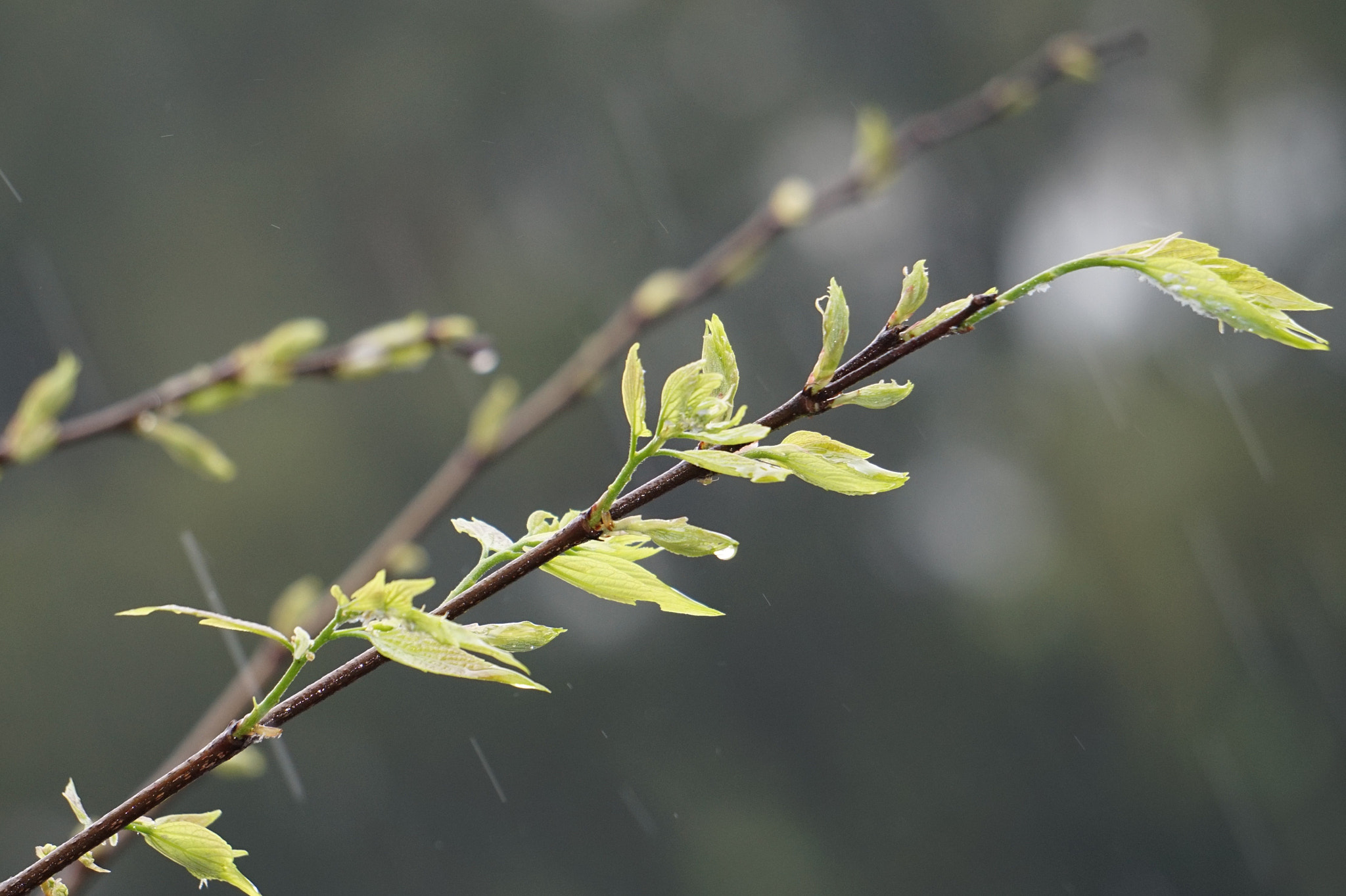 Sony FE 24-240mm F3.5-6.3 OSS sample photo. 20170318.jpg photography