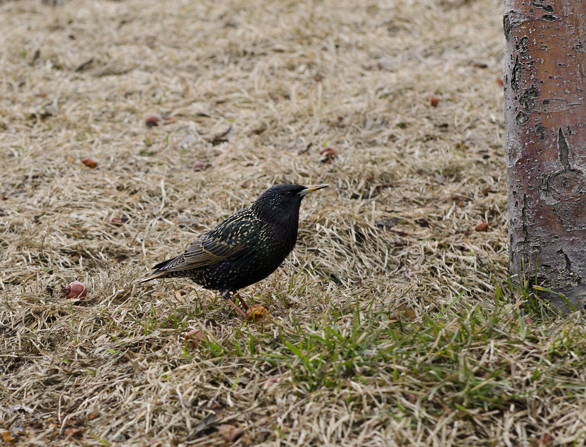 Nikon AF-S Nikkor 24-70mm F2.8G ED sample photo. Blackbird photography