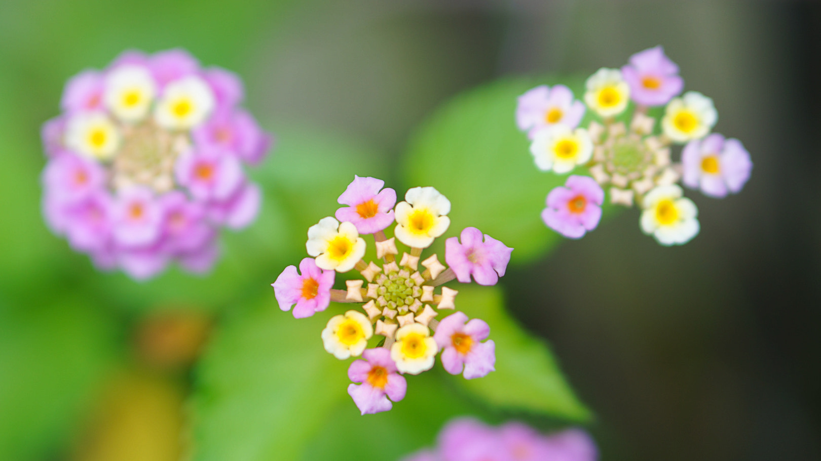 Sony Alpha NEX-6 sample photo. Geometric lantana photography