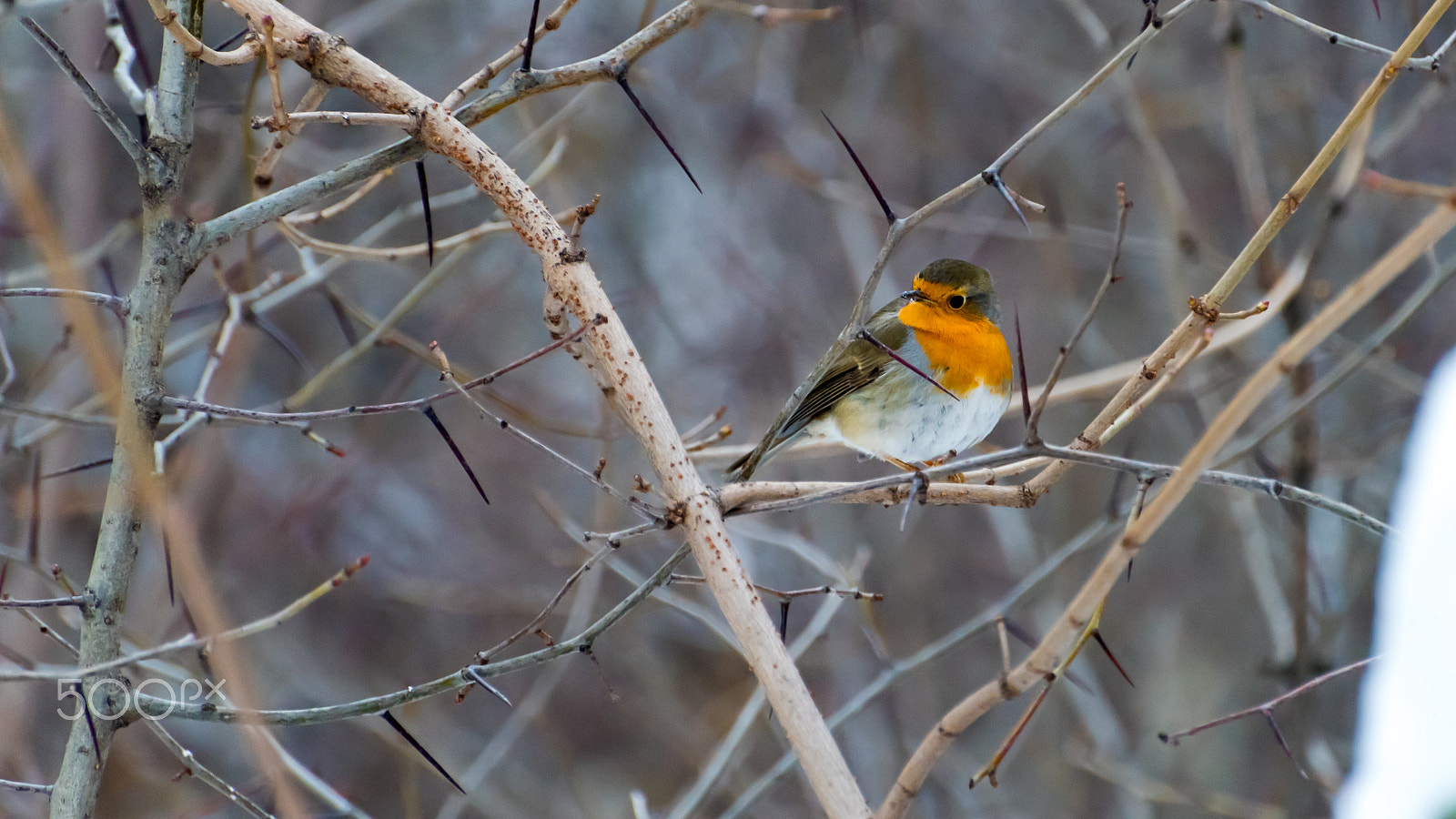 Nikon D810 sample photo. Robbin in winter. photography