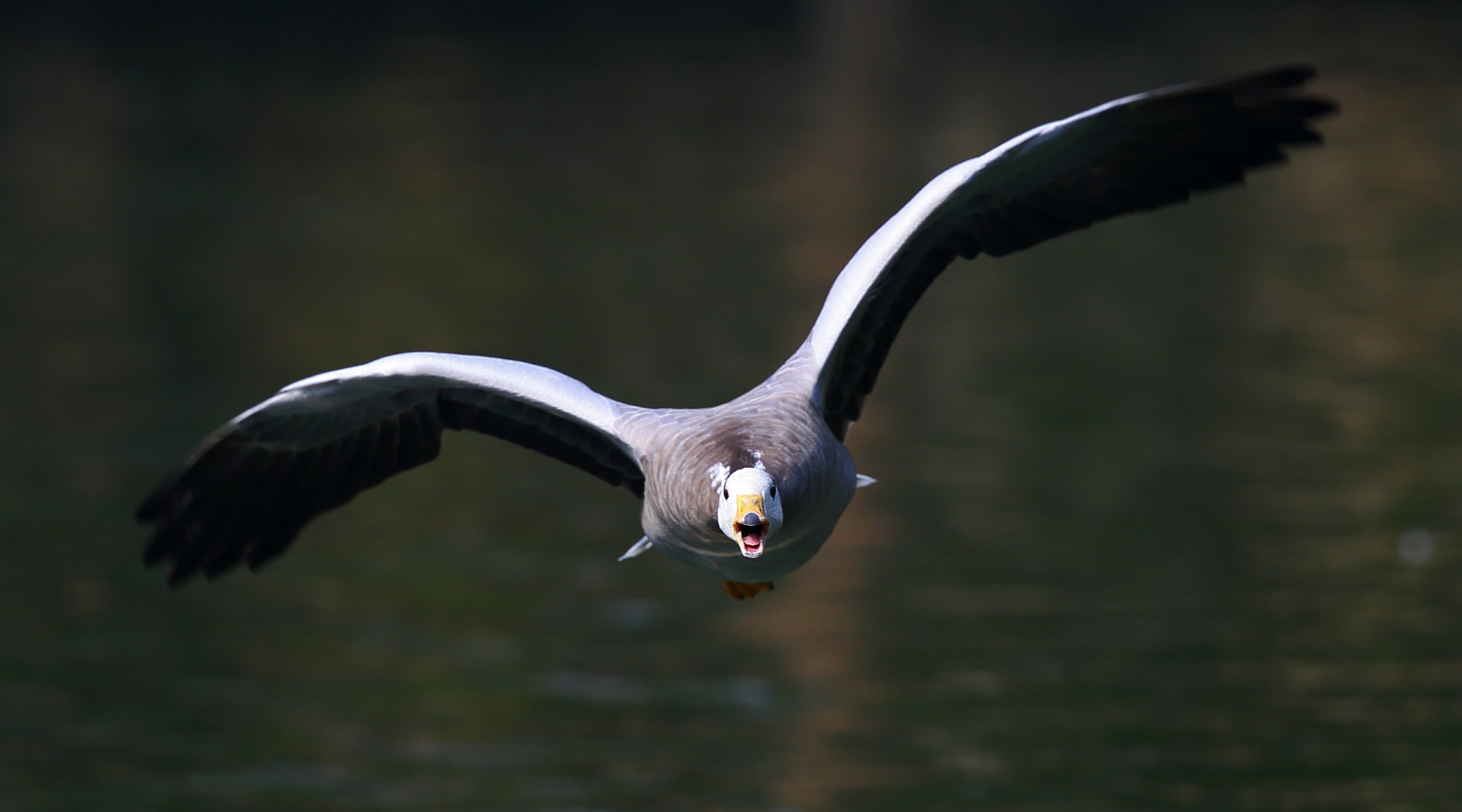 Canon EF 300mm F2.8L IS II USM sample photo. Shout photography