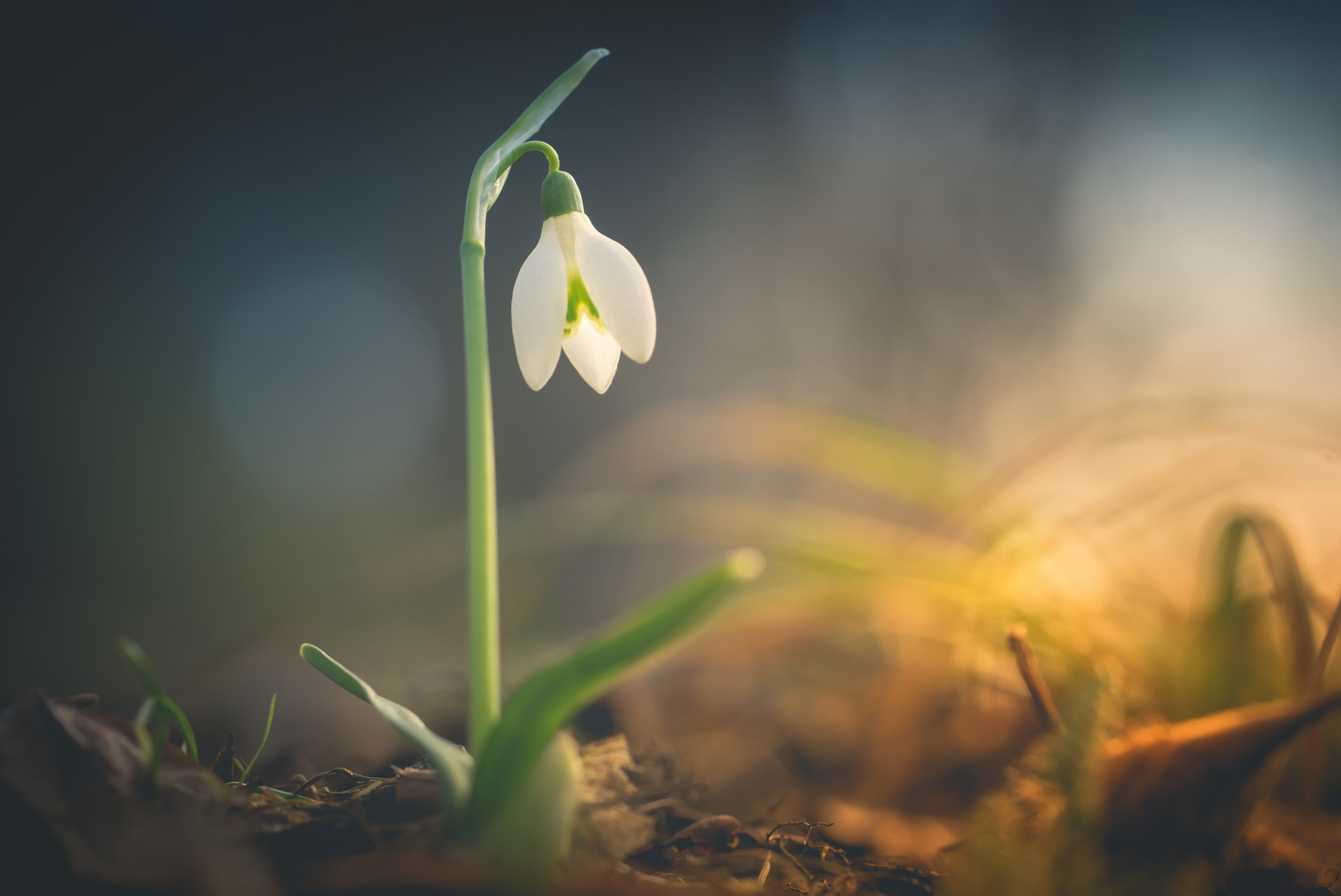 Sony a7 II + Sony FE 90mm F2.8 Macro G OSS sample photo. Relight my fire photography