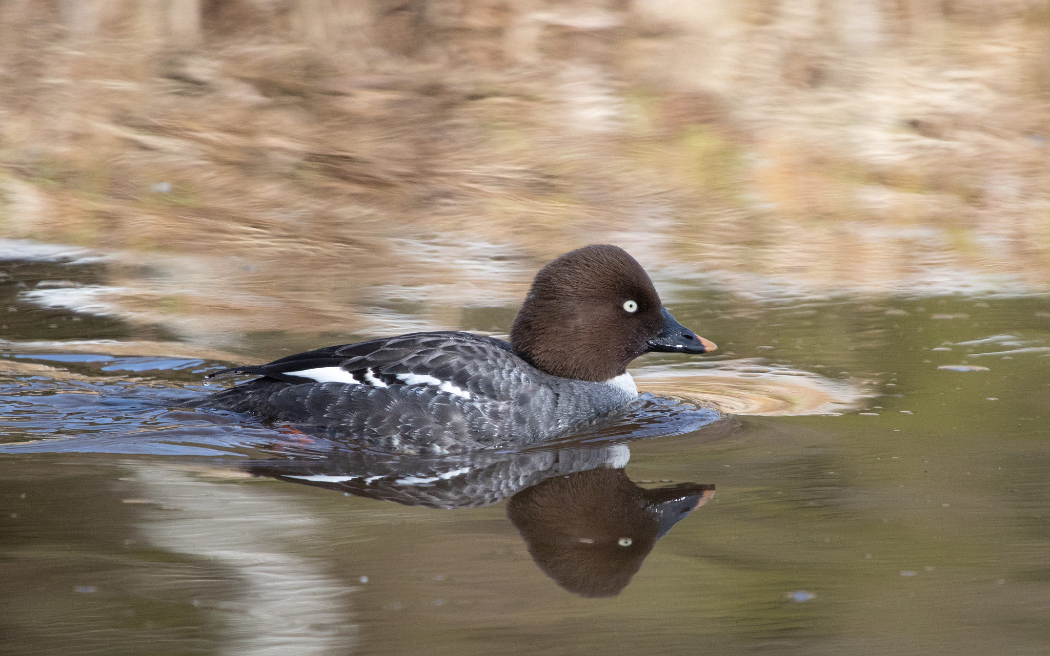 Canon EF 100-400mm F4.5-5.6L IS USM sample photo. Common goldeneye (female) photography