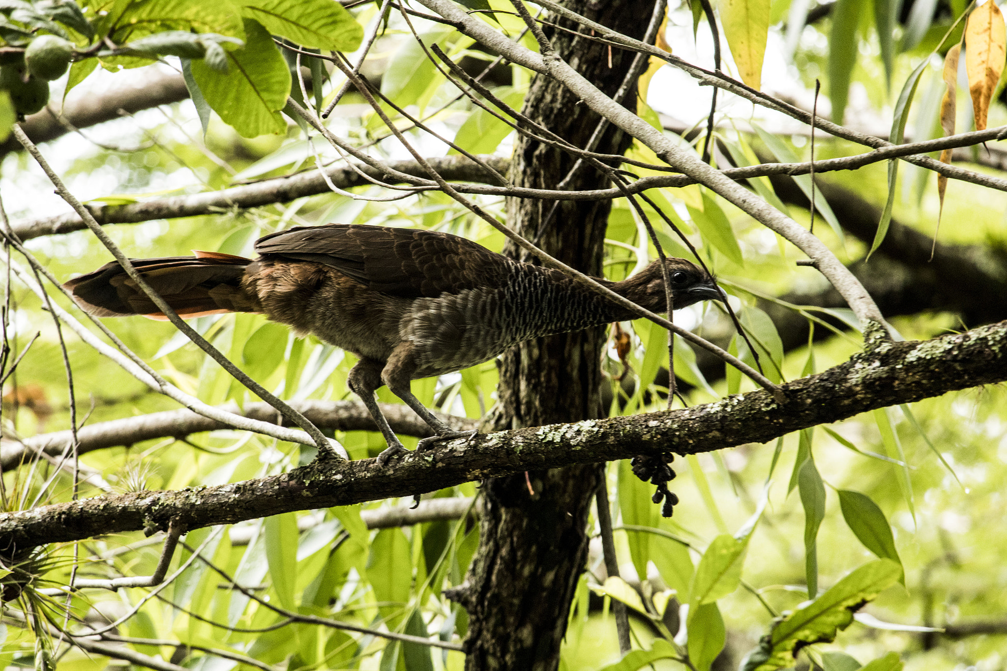 Canon EF-S 55-250mm F4-5.6 IS STM sample photo. Aracuã-pintado photography