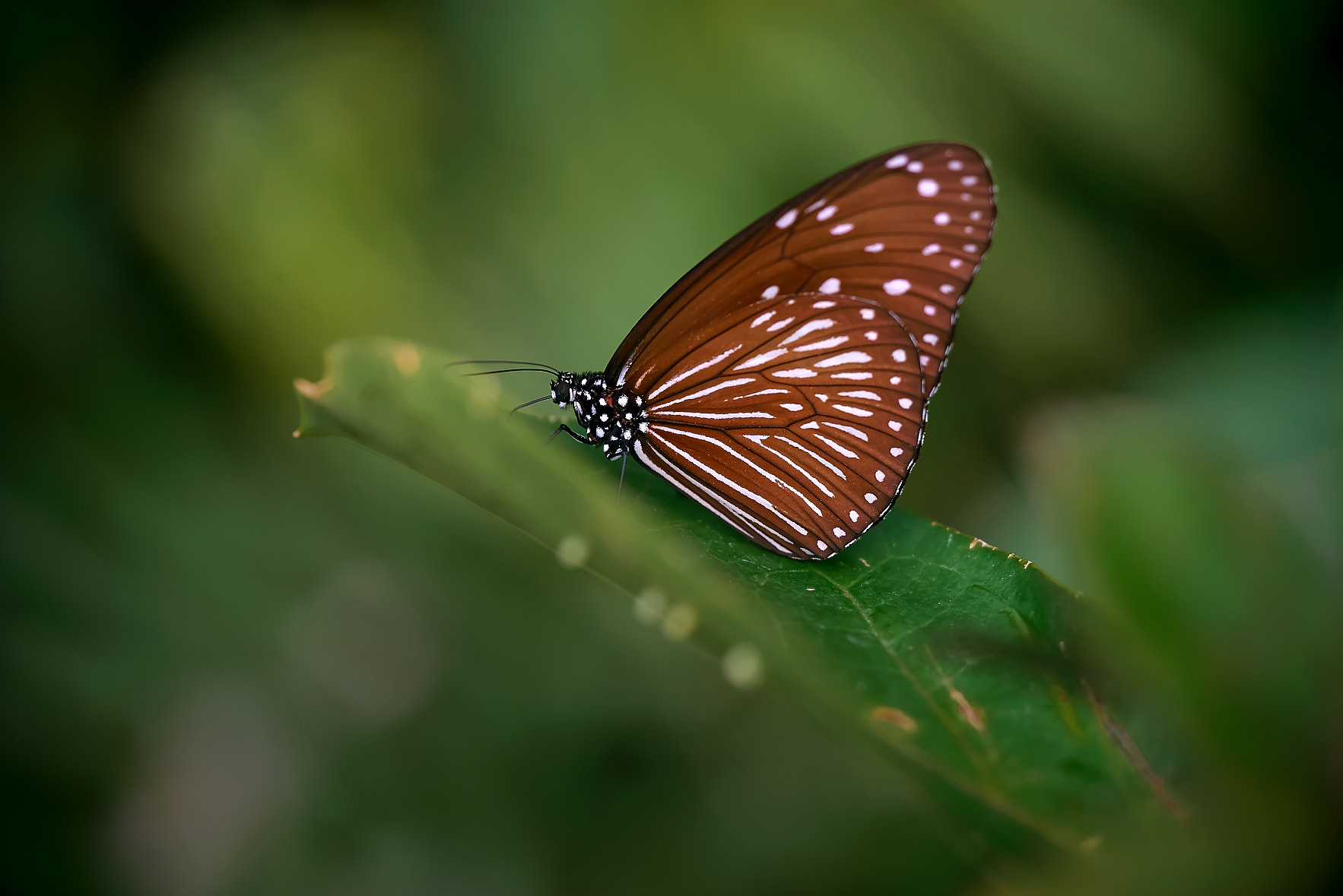 Sony a7R + Sony FE 90mm F2.8 Macro G OSS sample photo. Bettrfly photography