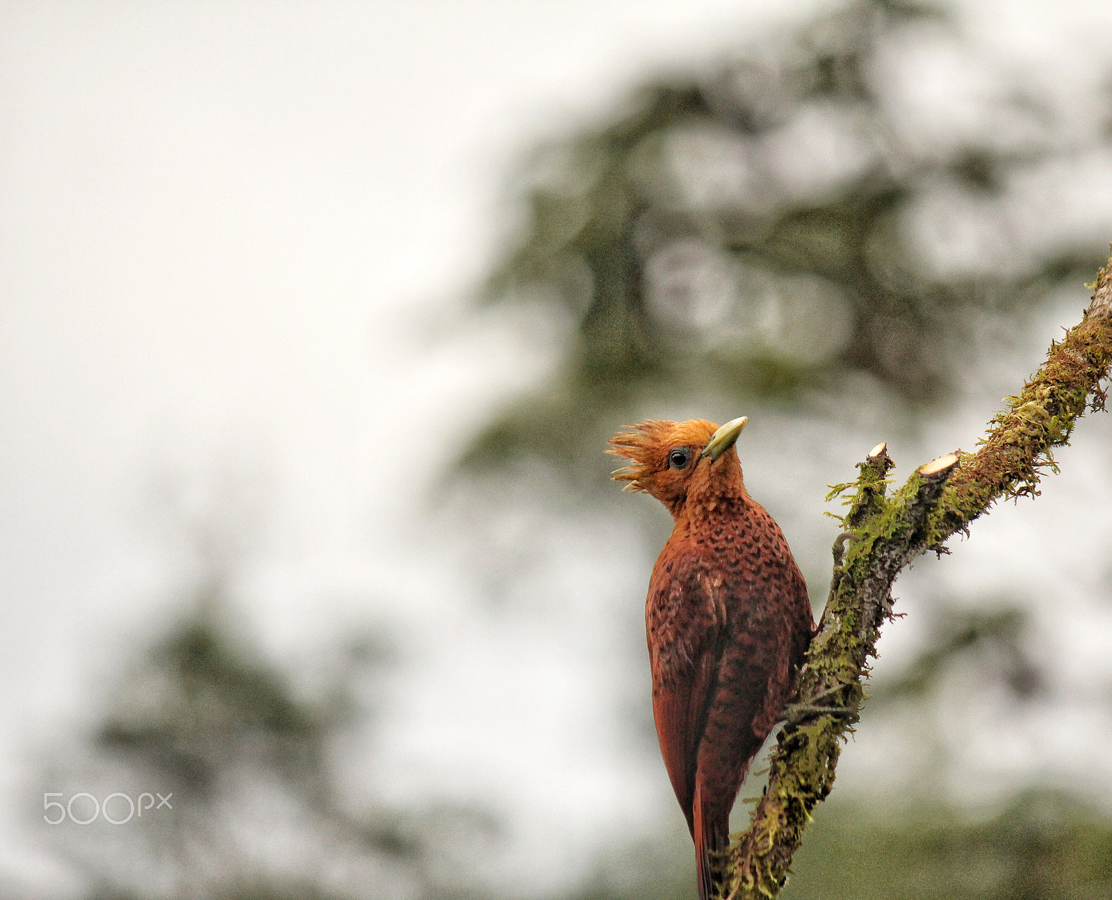Canon EF-S 55-250mm F4-5.6 IS II sample photo. Woodpecker photography