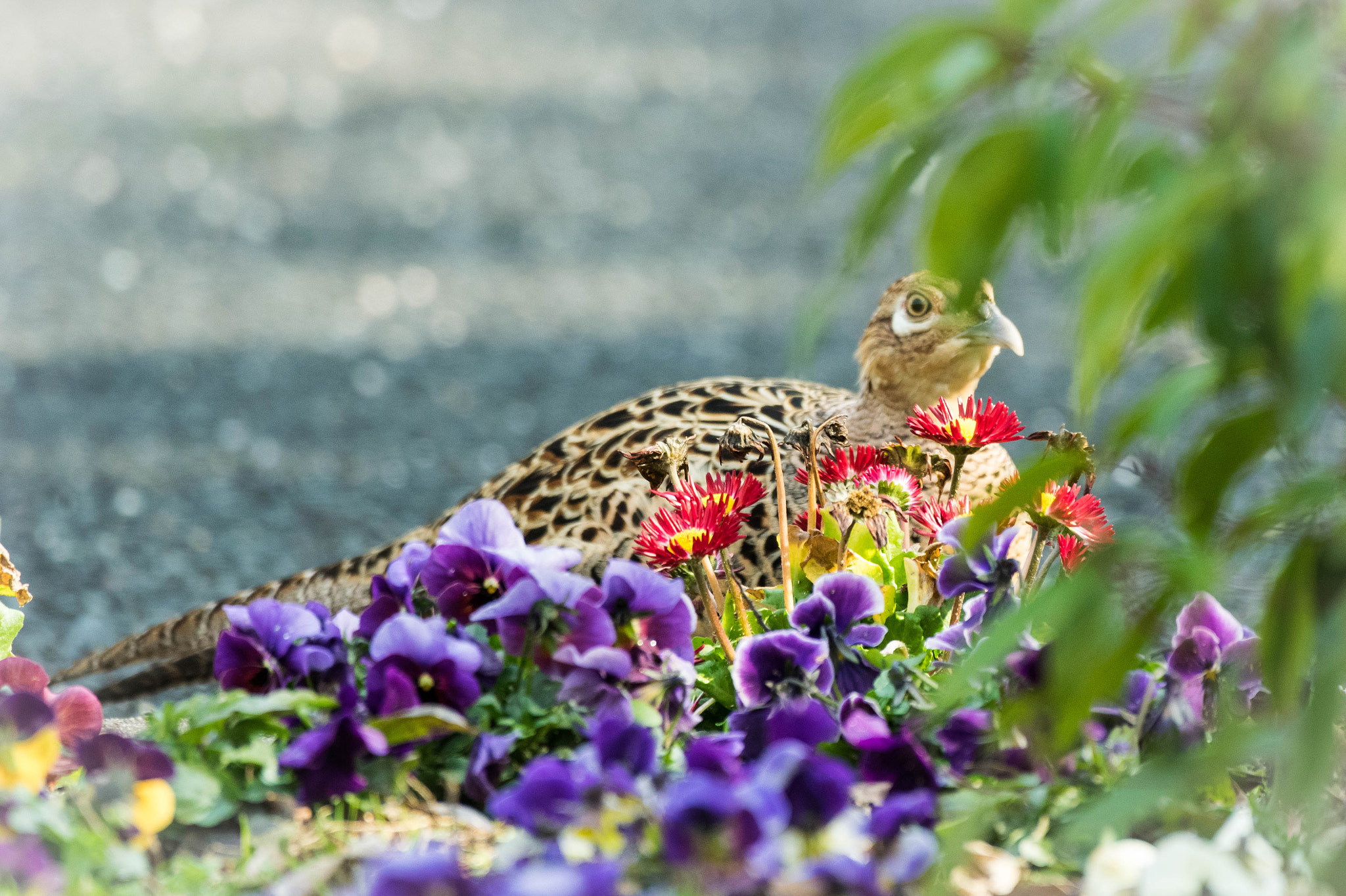 Nikon AF-S Nikkor 200-500mm F5.6E ED VR sample photo. 偶然、公園の植え込みに潜んでいたキジ♀の画像。 photography