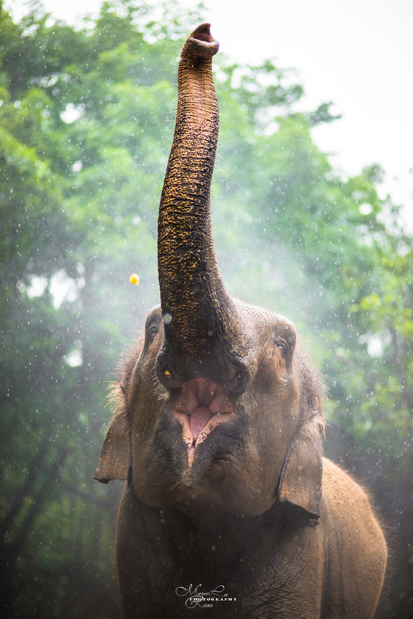 Nikon D800 sample photo. Elephant photography