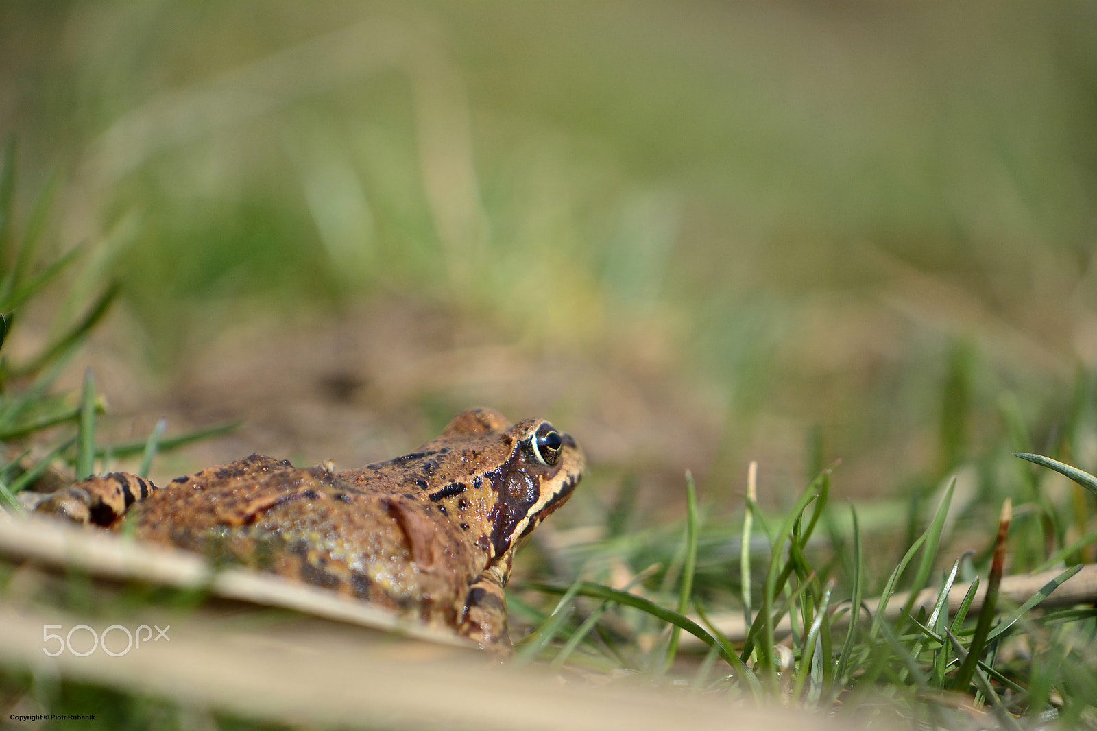 Nikon AF-S DX Micro-Nikkor 85mm F3.5G ED VR sample photo. The frog ... photography