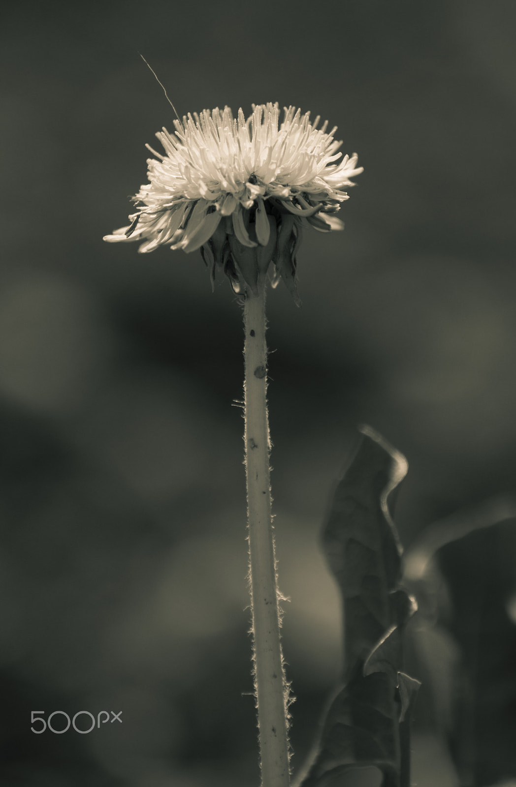 Nikon D3200 sample photo. Standing tall photography