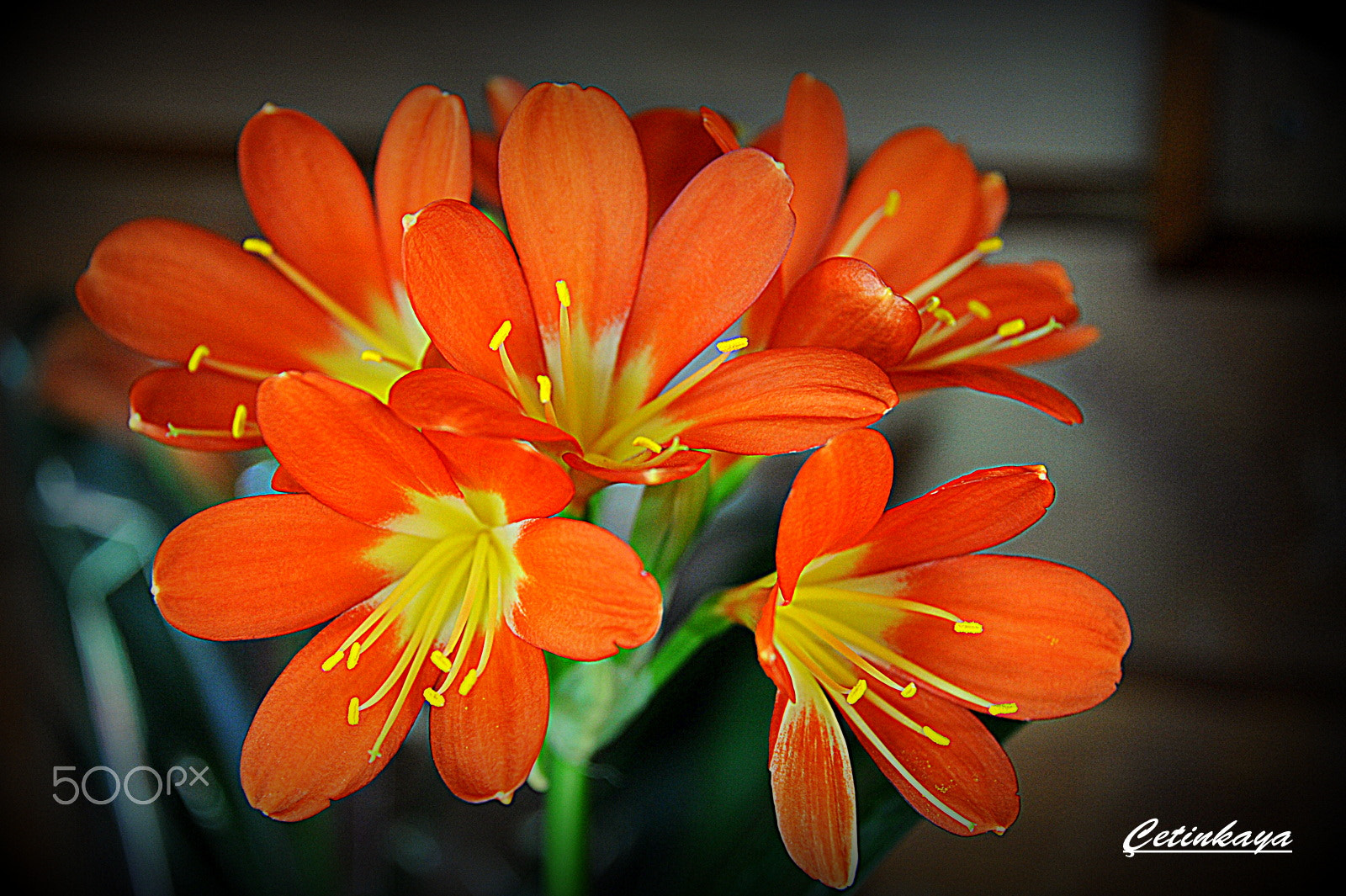 Nikon D3 sample photo. Klivya (south african flower) photography