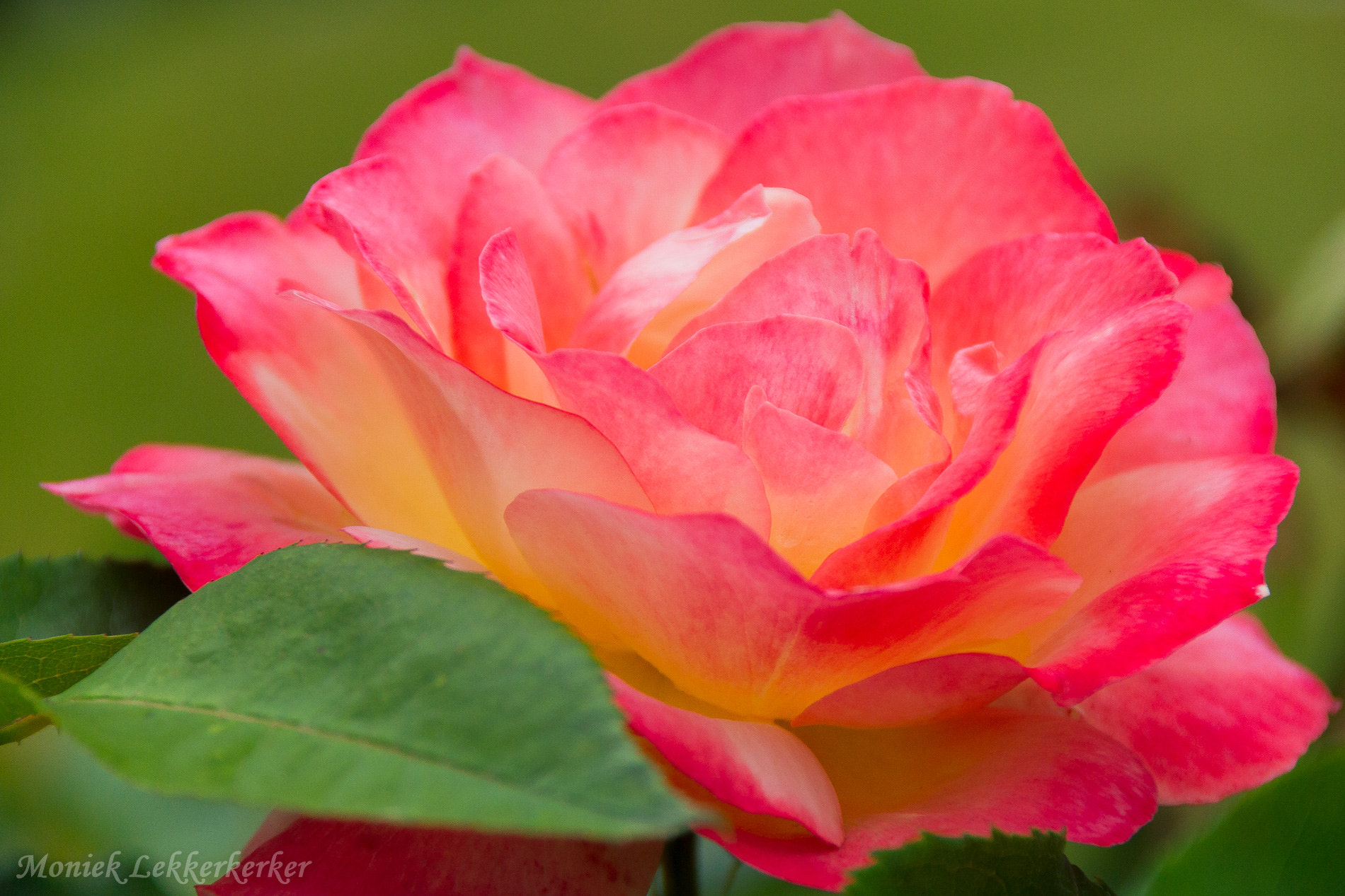 Sony Alpha DSLR-A500 sample photo. Spring flower photography