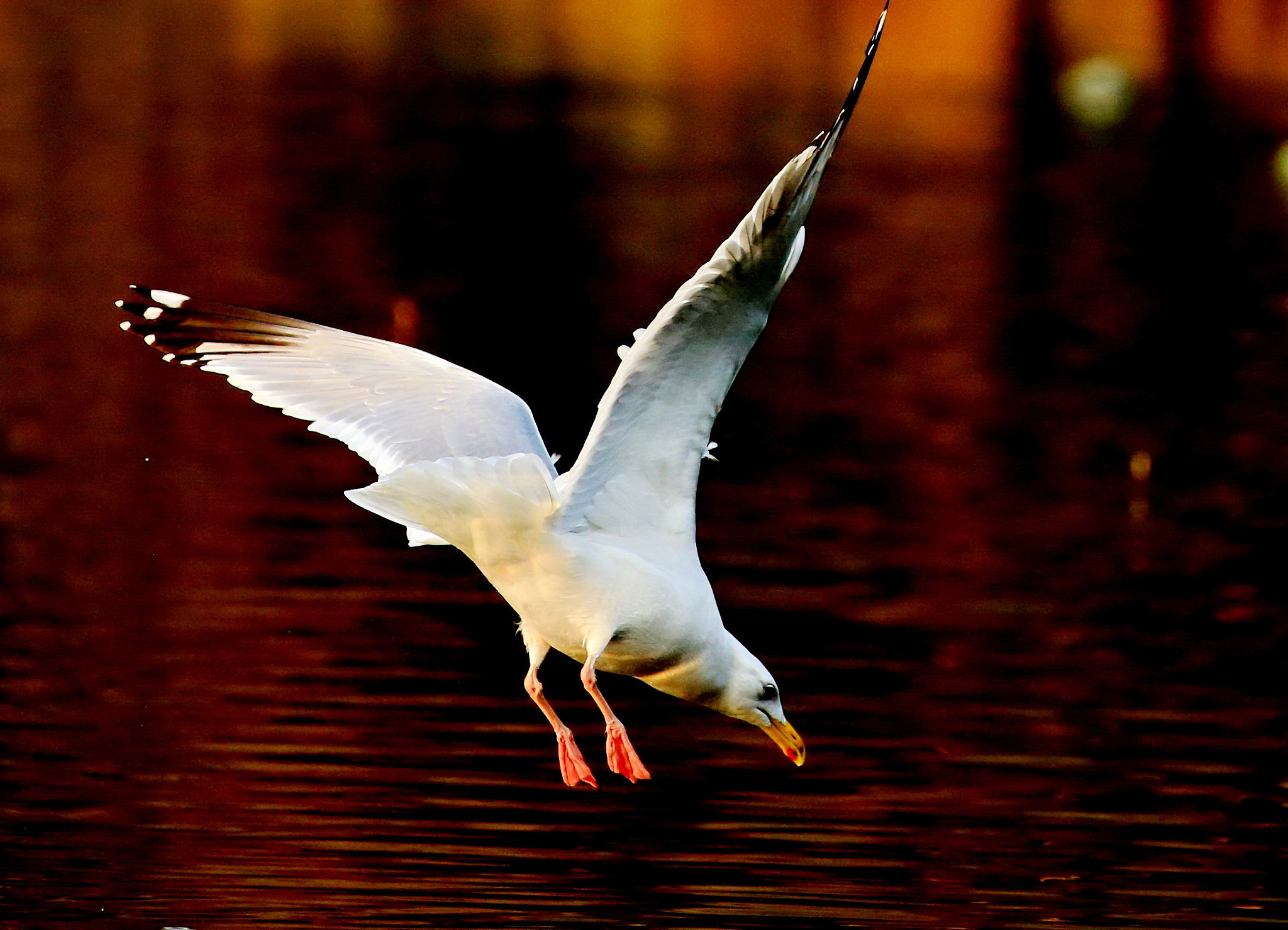 Canon EOS-1D X sample photo. A jump to red lake photography