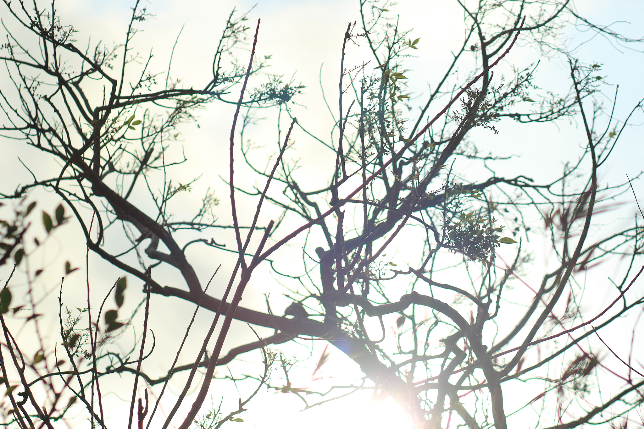 Canon EF 85mm F1.8 USM sample photo. Sunshine photography