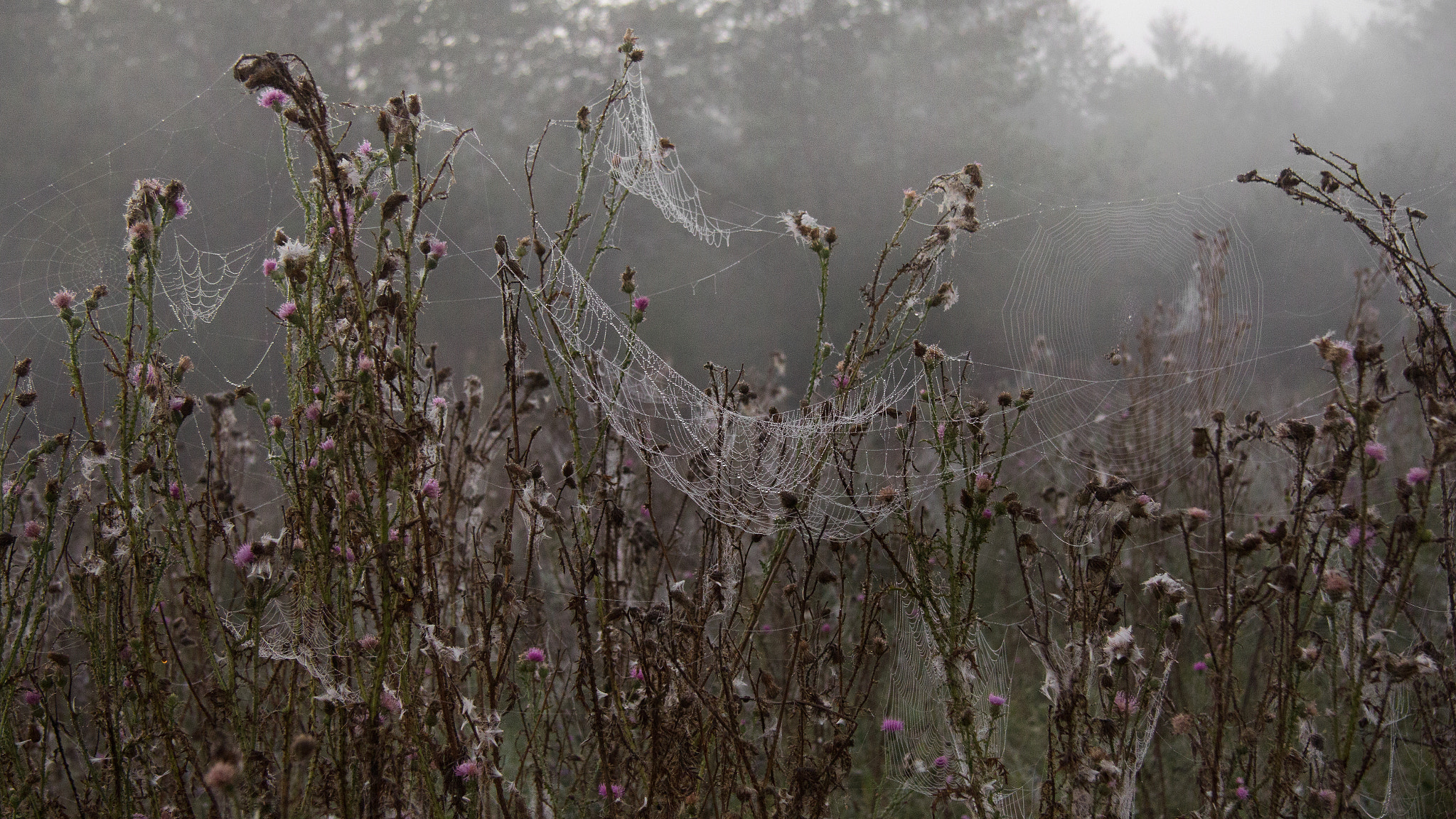 Canon EOS 60D + Canon EF-S 17-85mm F4-5.6 IS USM sample photo. Dew on the spiderweb photography