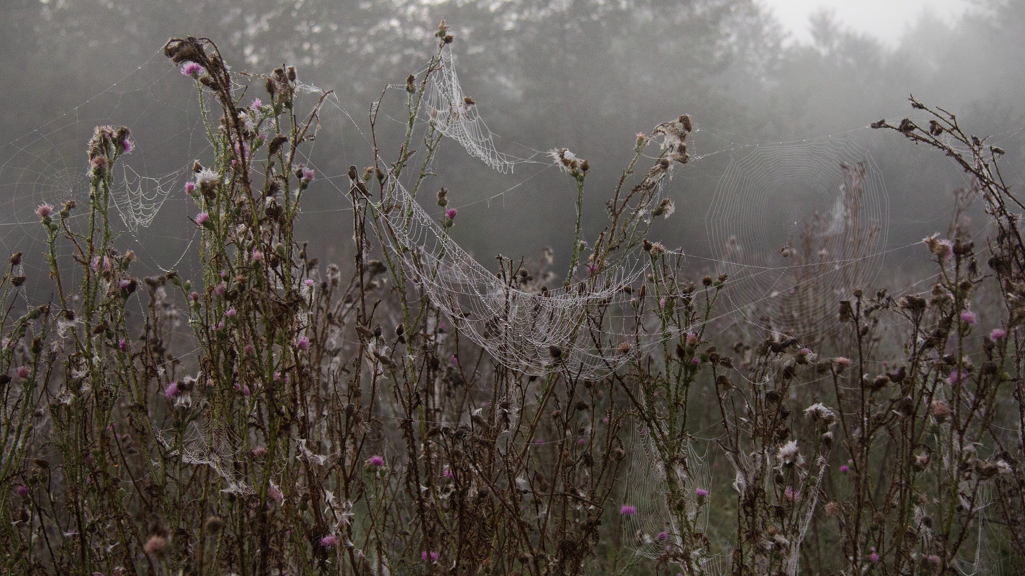 Canon EF-S 17-85mm F4-5.6 IS USM sample photo. Dew on the spiderweb photography