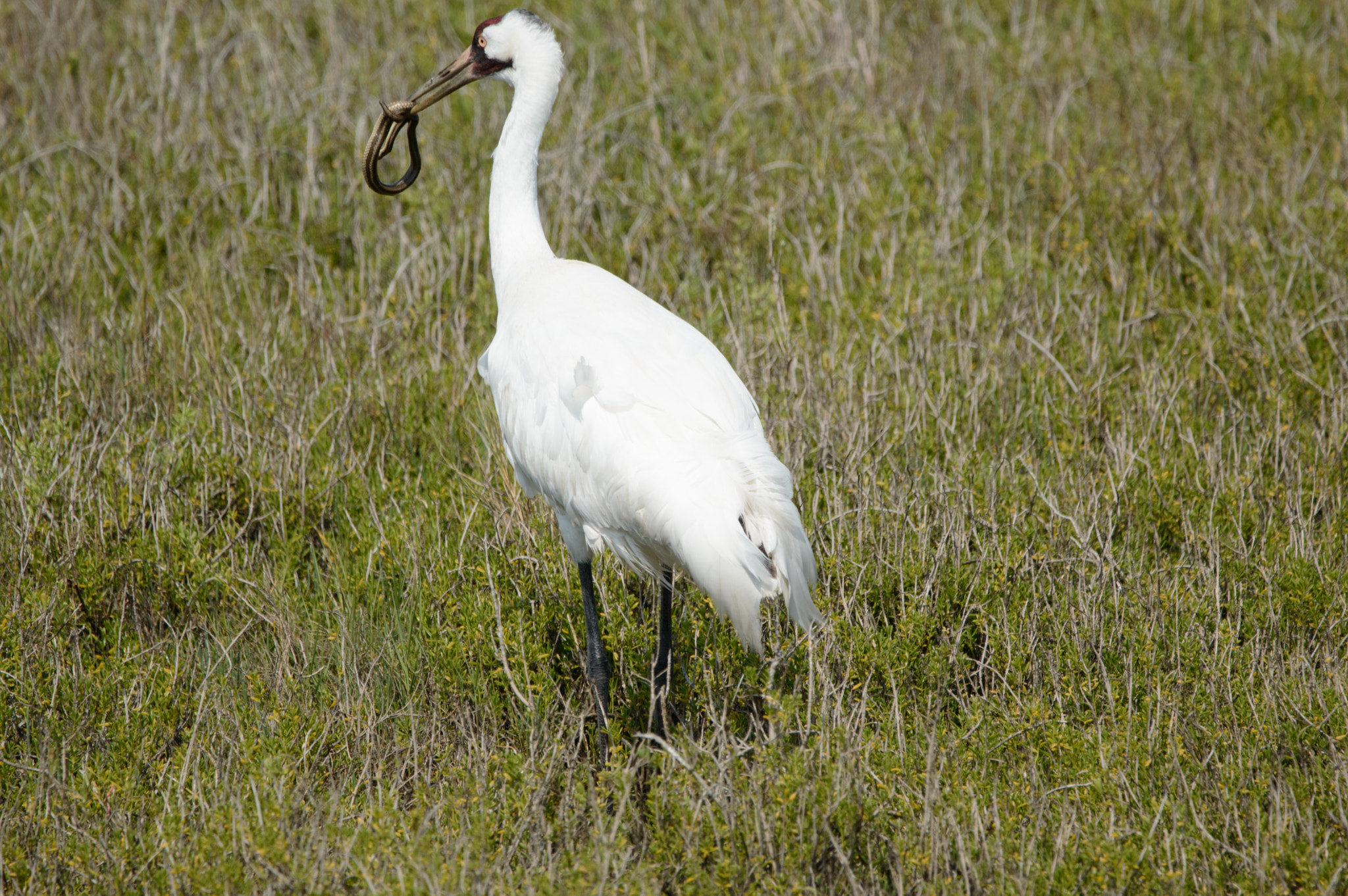 Nikon D3200 + Sigma 150-600mm F5-6.3 DG OS HSM | C sample photo. Whooping crane with snake photography