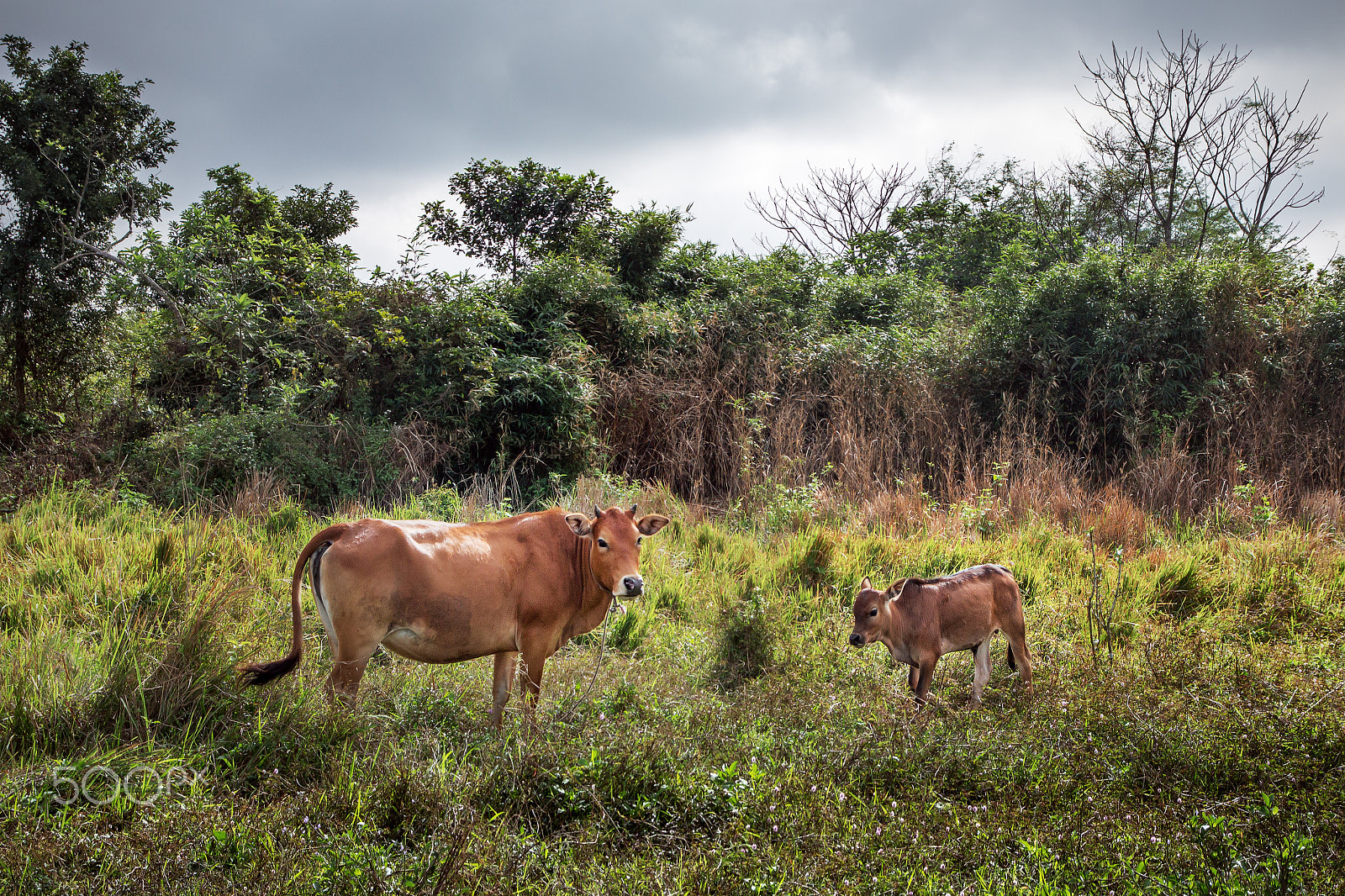 Canon EOS 650D (EOS Rebel T4i / EOS Kiss X6i) sample photo. Cow photography