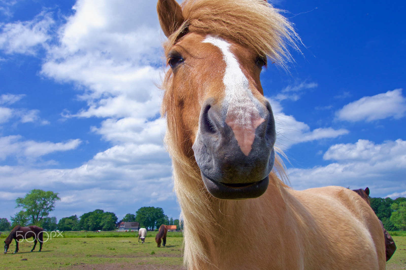 Sony Cyber-shot DSC-RX100 II sample photo. Icelandic horse 1 photography