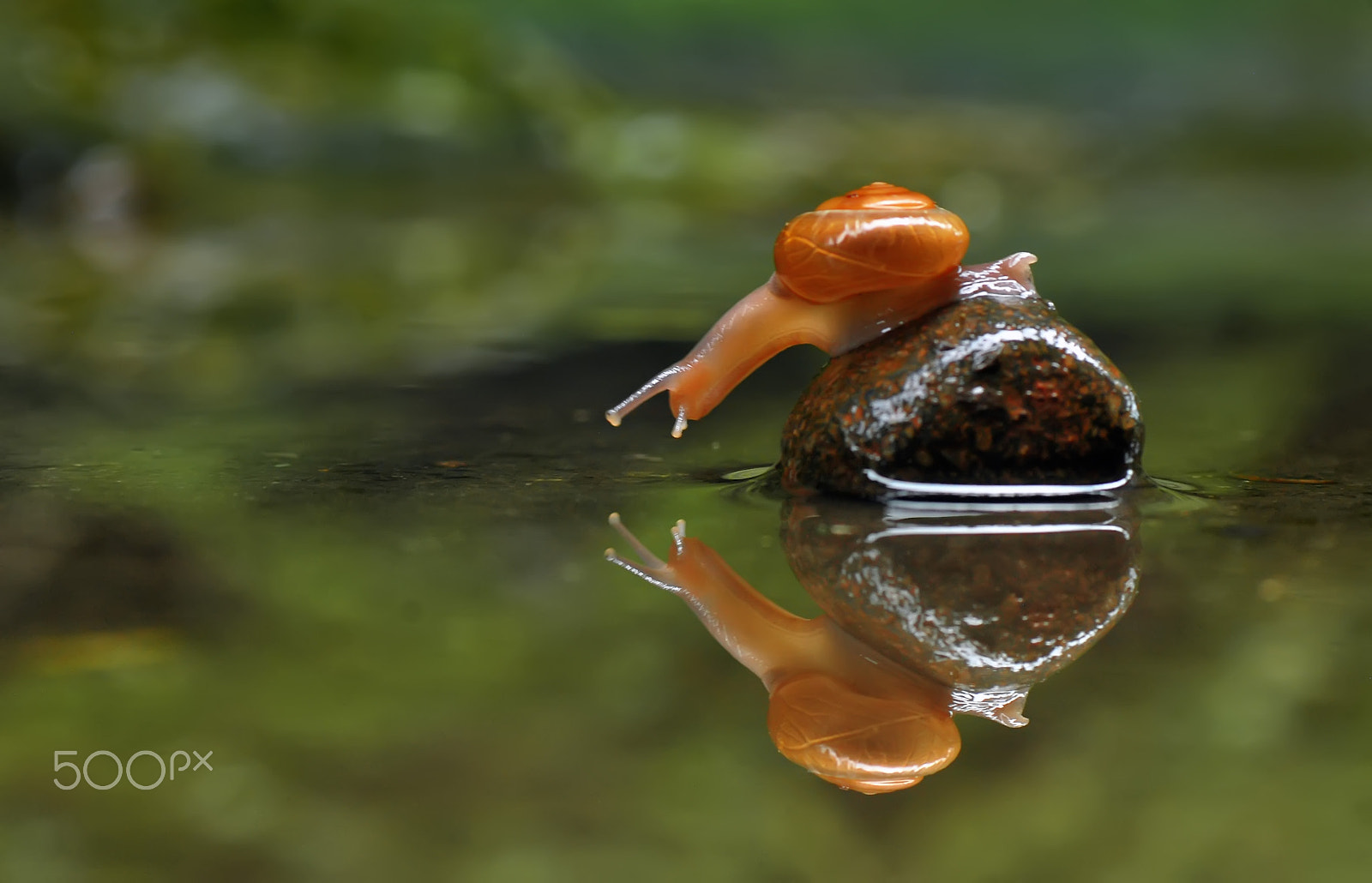 Nikon D60 sample photo. Snail, photography
