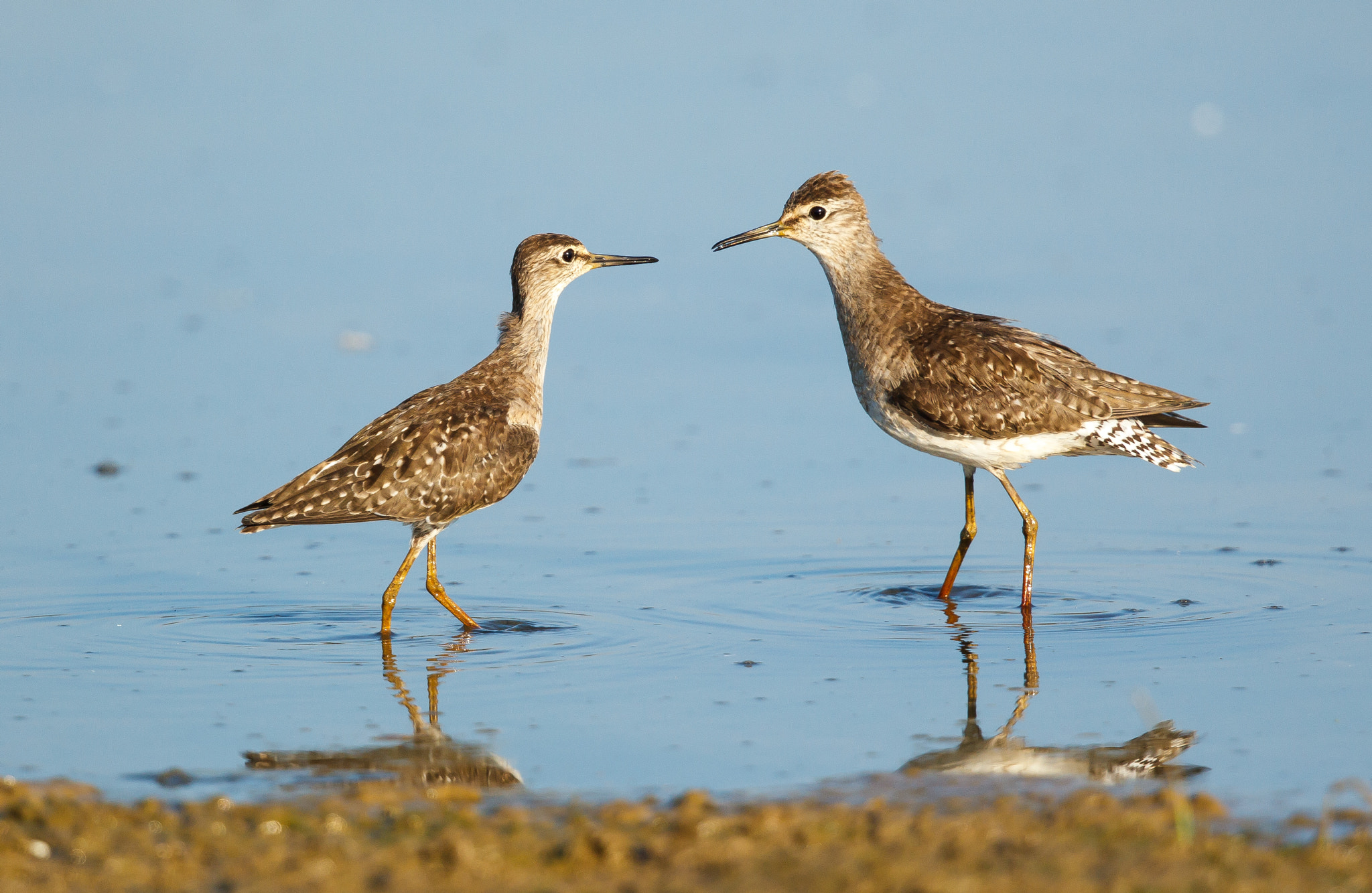 Canon EOS-1D Mark IV + Canon EF 500mm F4L IS II USM sample photo. Texan standoff - wood sandpipers photography