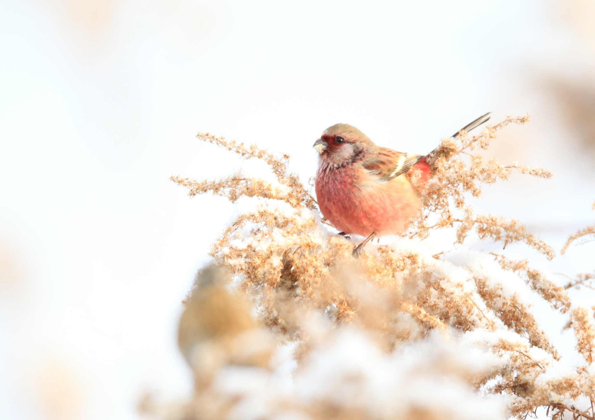 Canon EOS-1D Mark IV sample photo. ベニマシコ long-tailed rosefinch photography