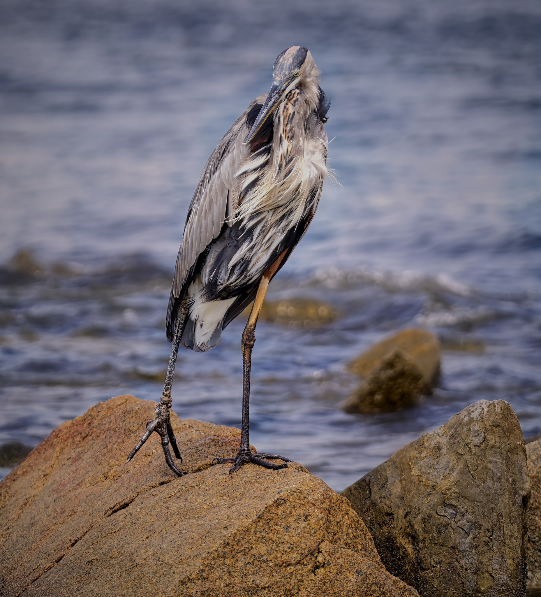 Sony FE 70-200mm F4 G OSS sample photo. Just hanging out photography
