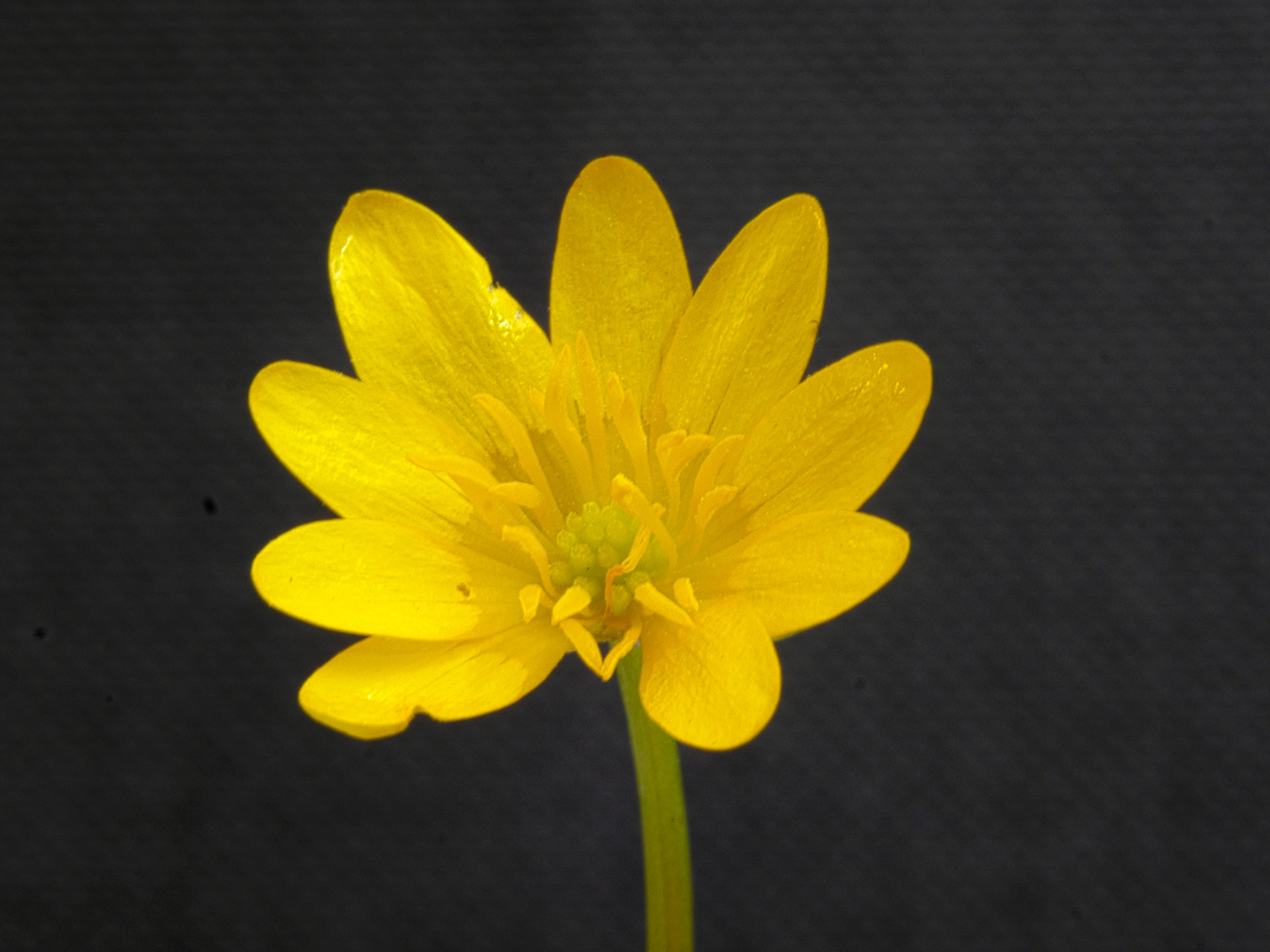 Panasonic Lumix DMC-GH3 + Olympus M.Zuiko Digital ED 40-150mm F4-5.6 R sample photo. Little yellow flower photography