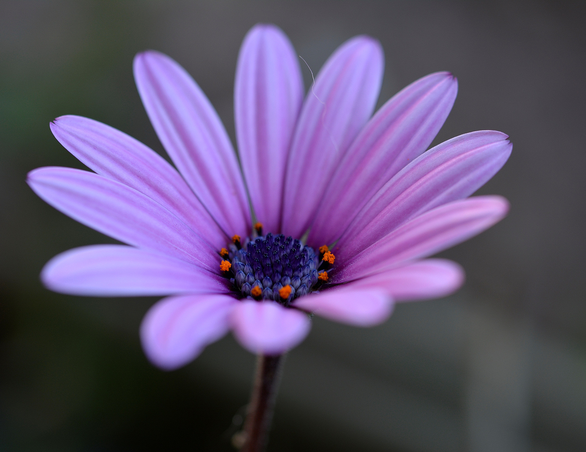 Nikon D7100 sample photo. Flower photography