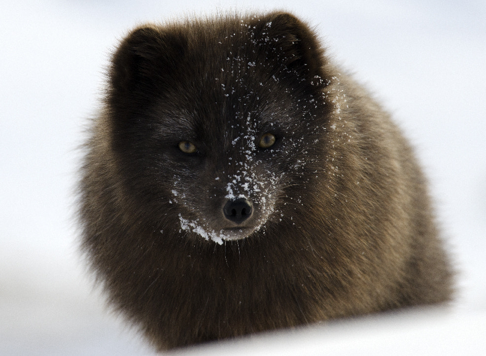 Nikon AF-S Nikkor 200-500mm F5.6E ED VR sample photo. Artic fox photography