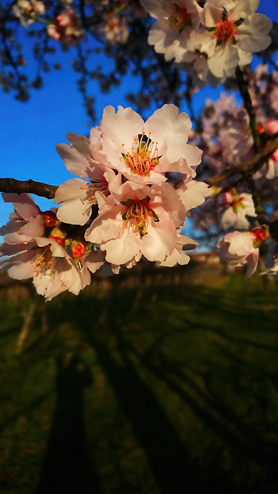 Sony Xperia X Compact sample photo. Spring  photography