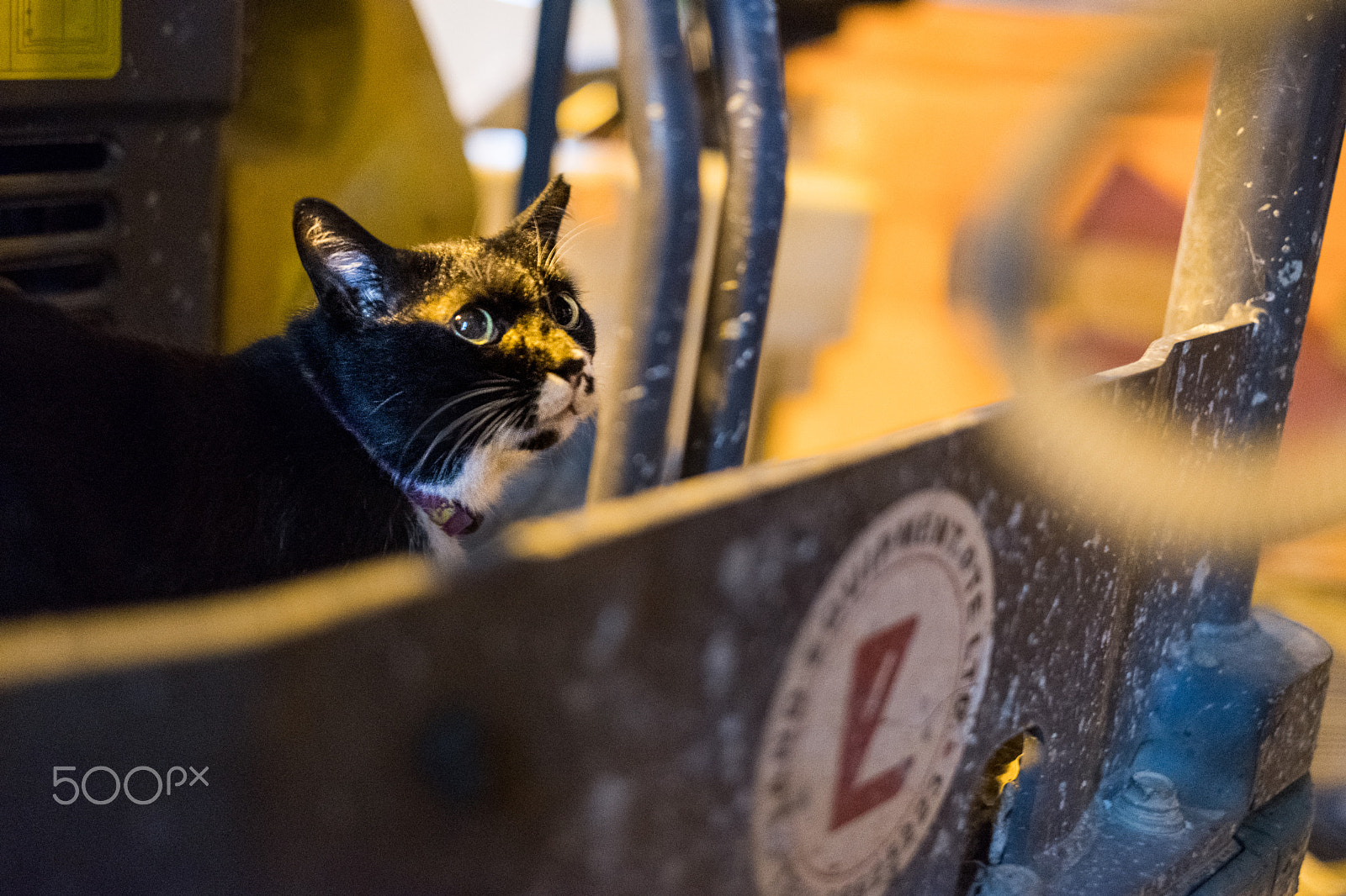 Fujifilm X-T20 + Fujifilm XF 35mm F1.4 R sample photo. Curiosity. photography