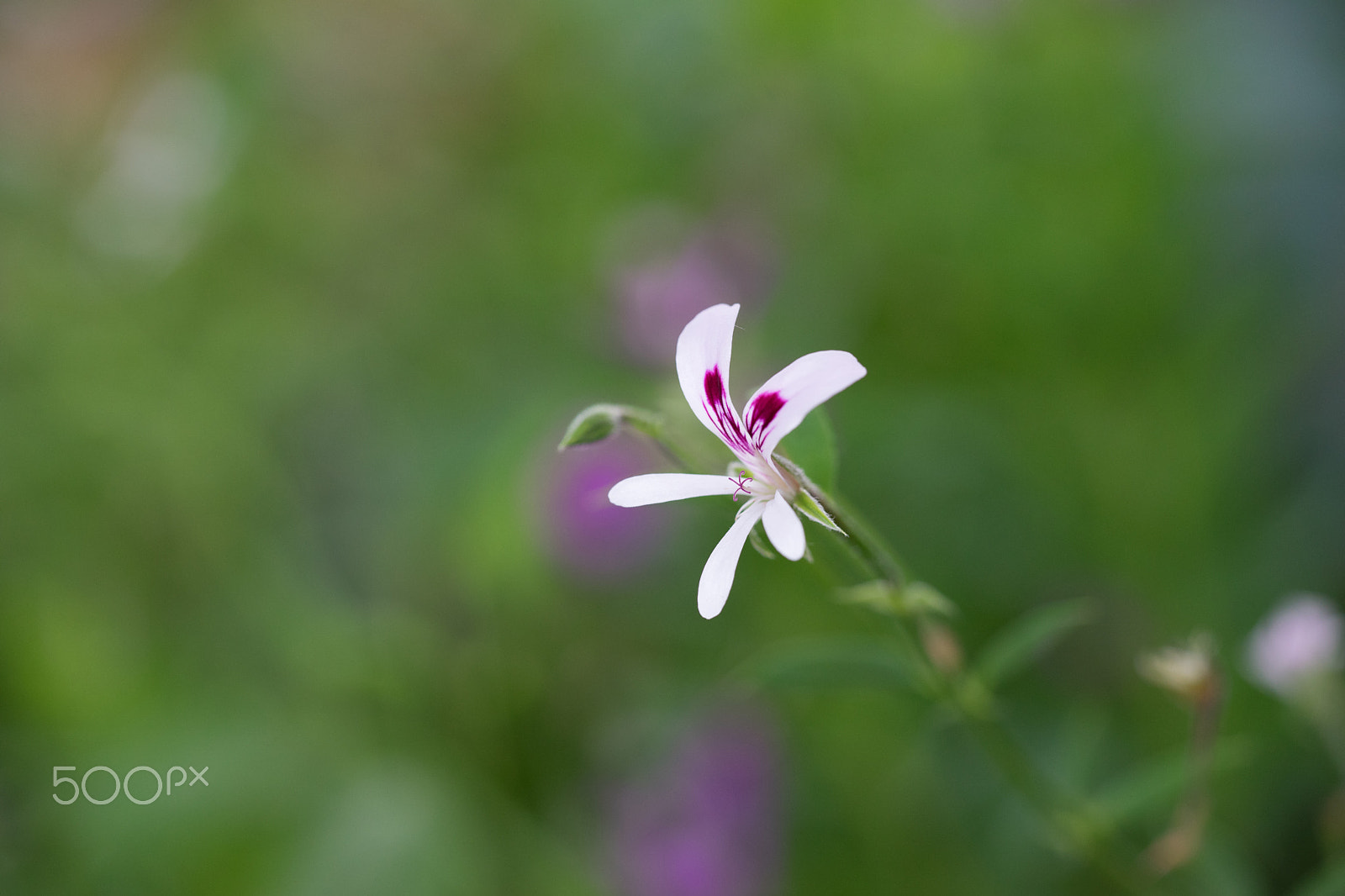 Sony a7 II + Sony FE 90mm F2.8 Macro G OSS sample photo. Geranium photography