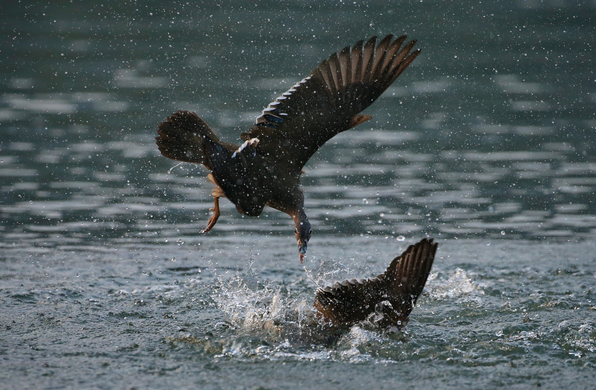 Canon EOS-1D X sample photo. Fighting photography