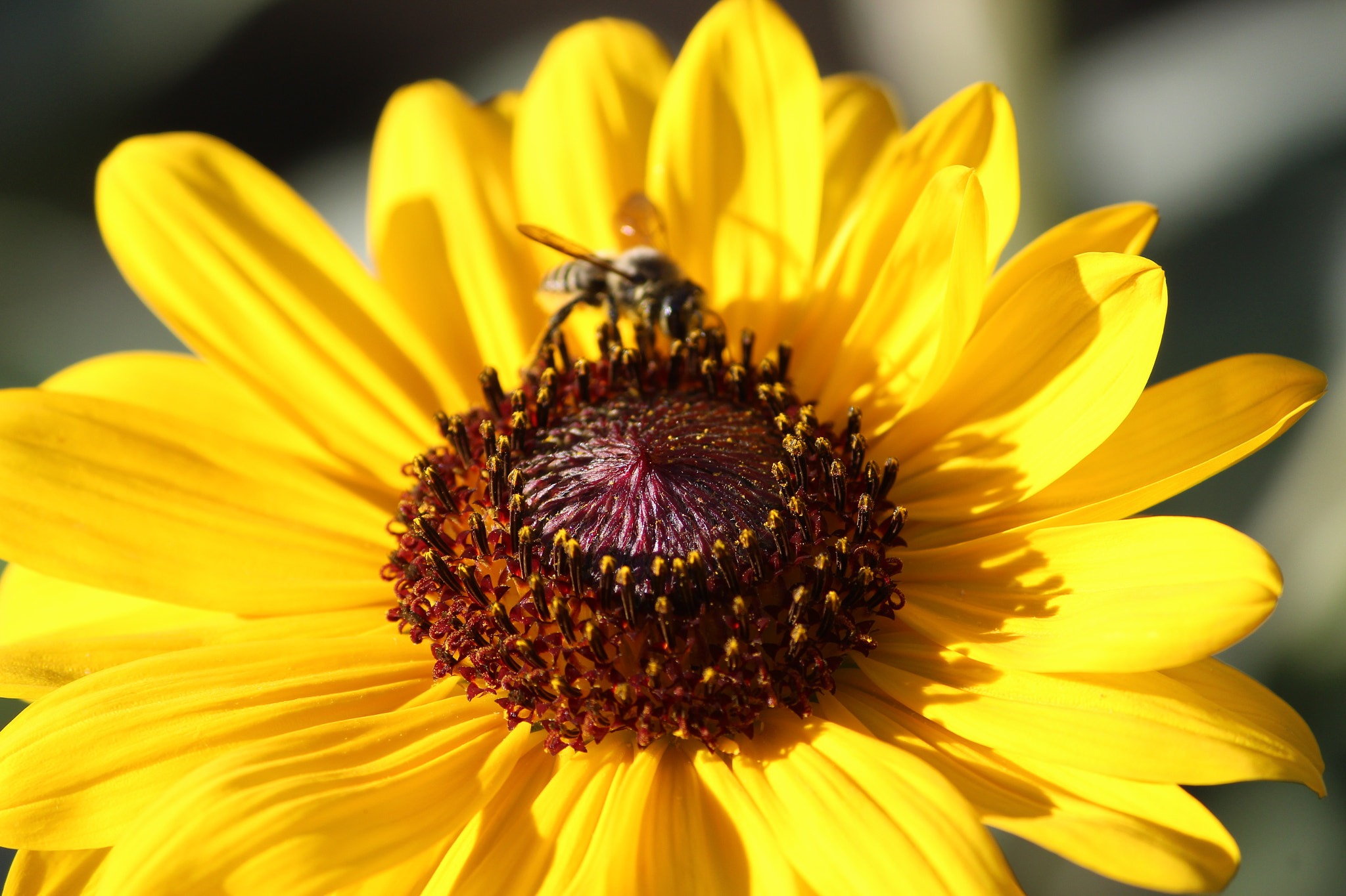 Canon EF-S 55-250mm F4-5.6 IS II sample photo. Sunflower photography