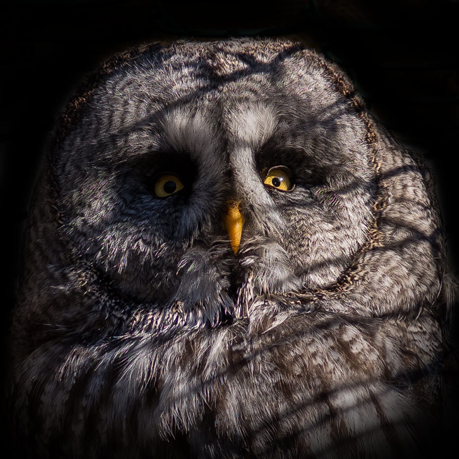 Pentax K-1 sample photo. Great grey owl photography